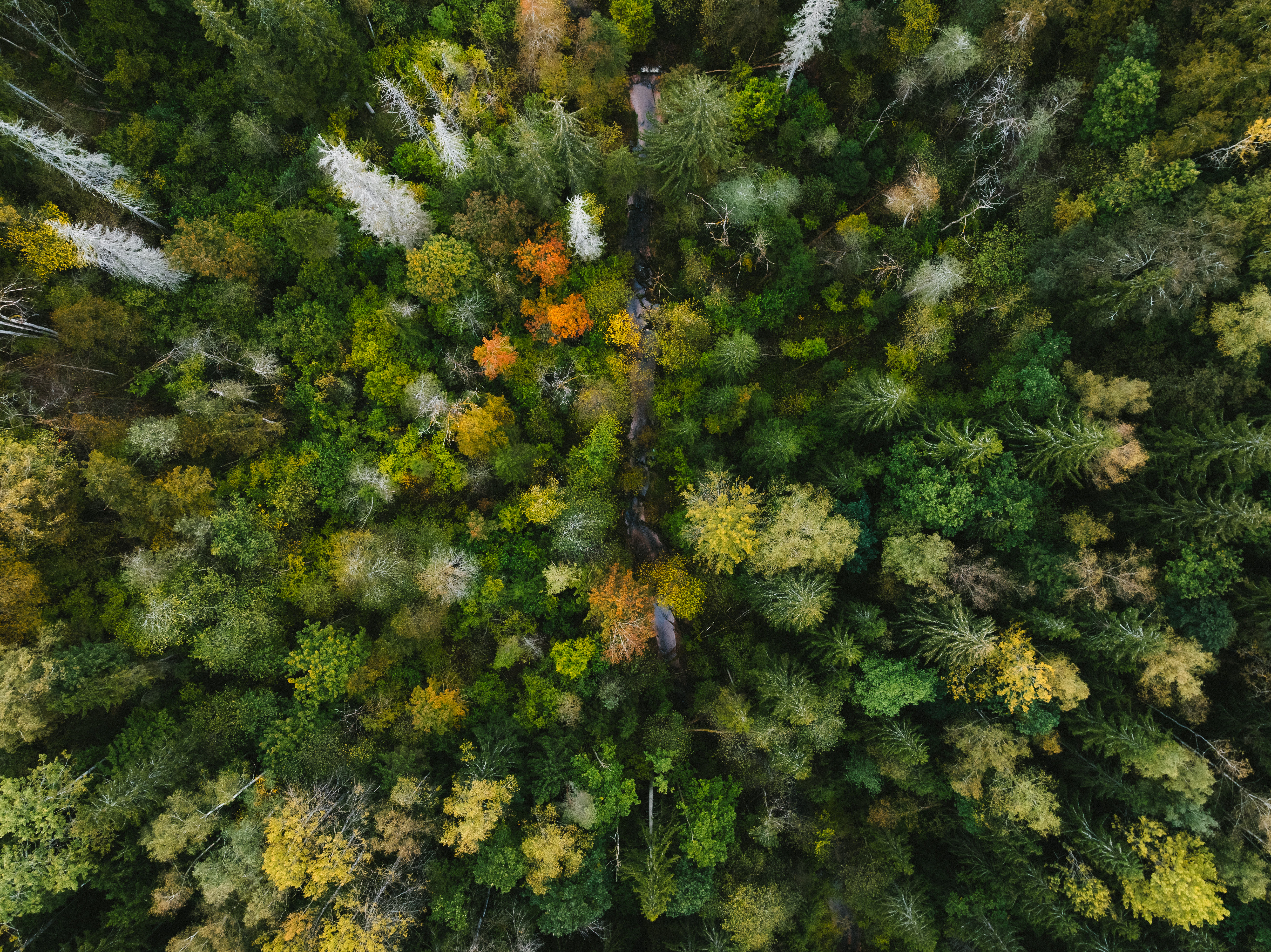 Wallpaper