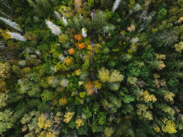 Comment les Fibres Façonnent les Microbes Intestinaux