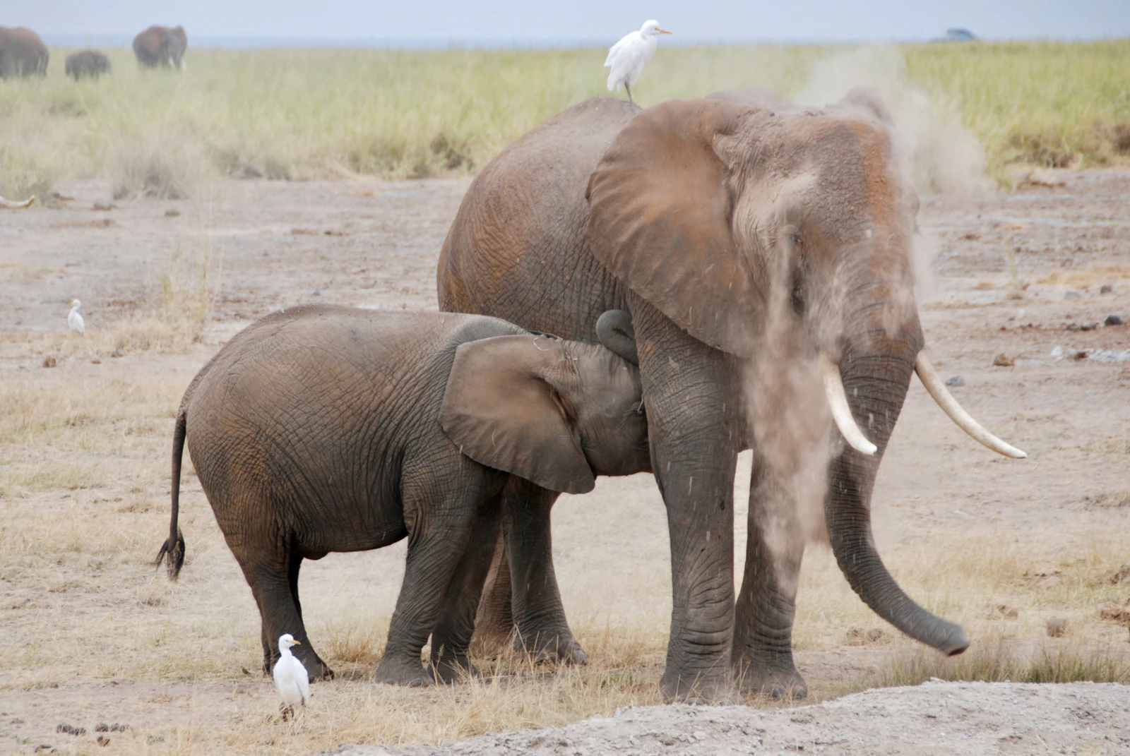 Singita Kilima