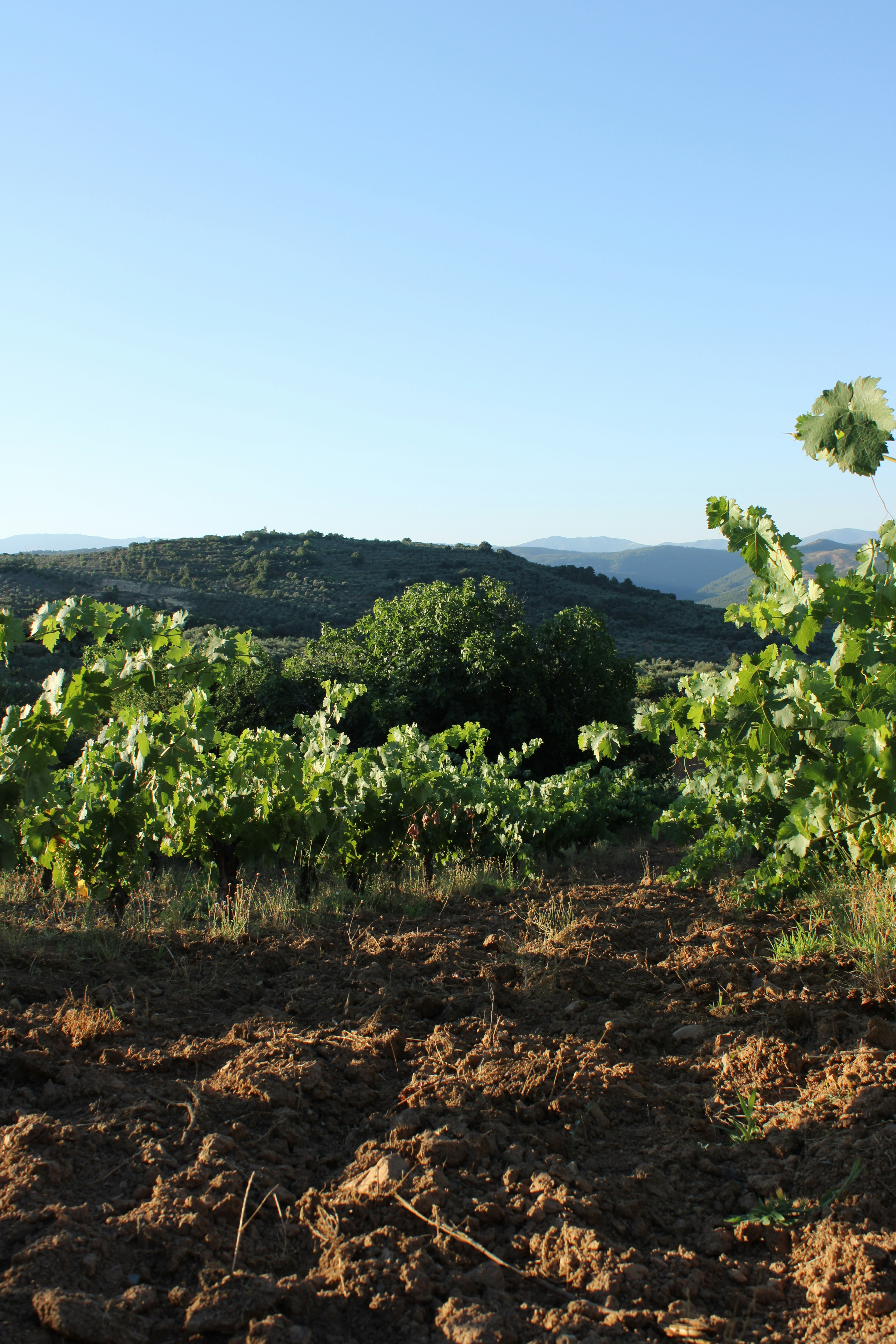 L'agriculture biologique au Bénin : enjeux et perspectives
