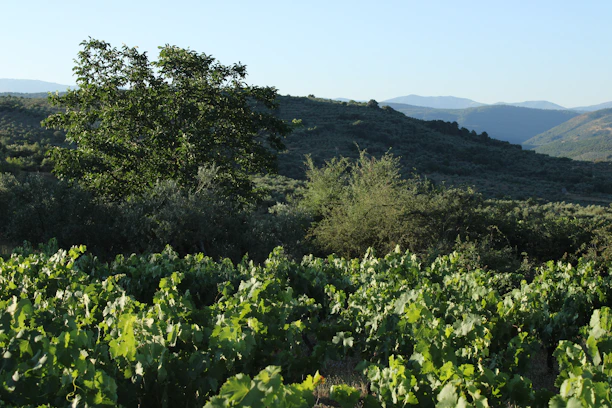Vineyard landscape with rolling hills and trees