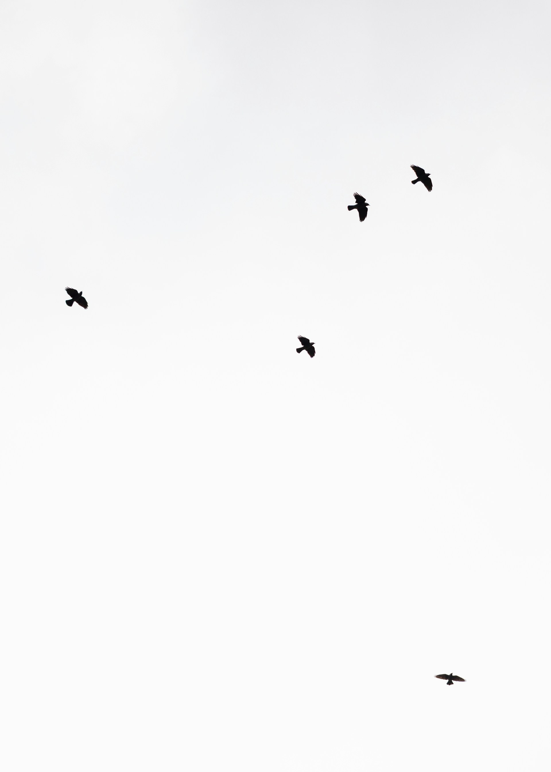 Several birds flying against a bright sky