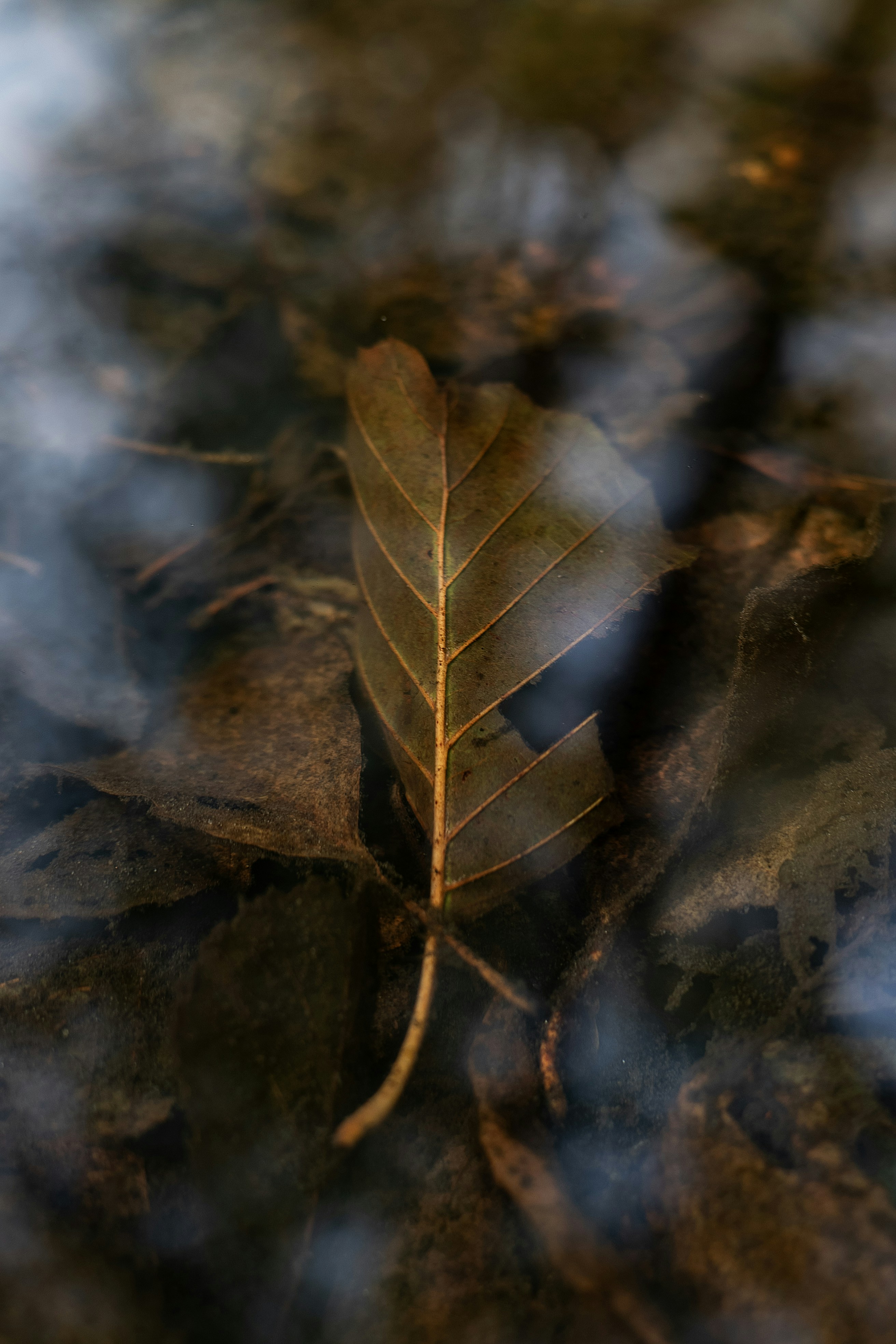 A single brown leaf rests on others