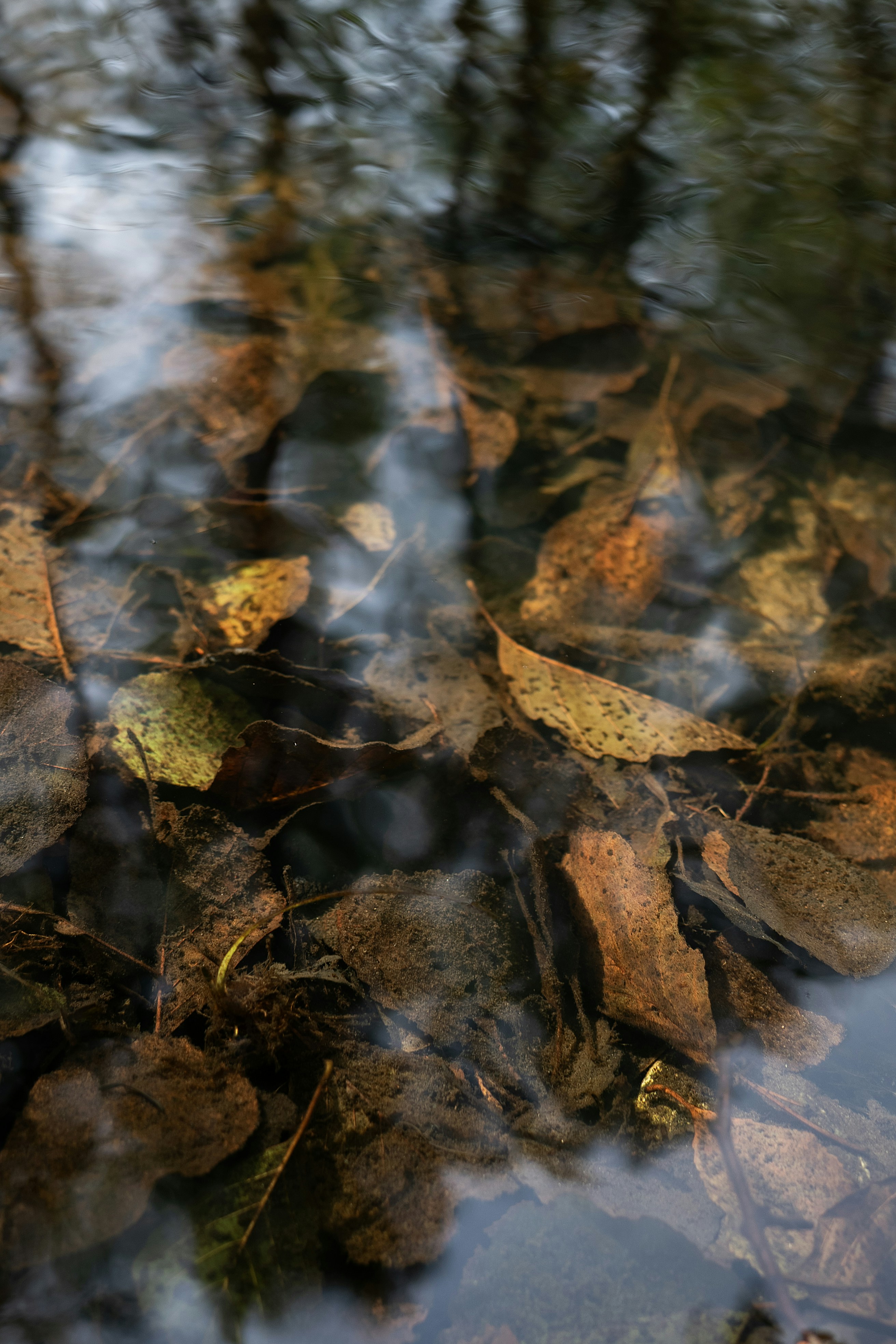 Photo by andrilliardbond