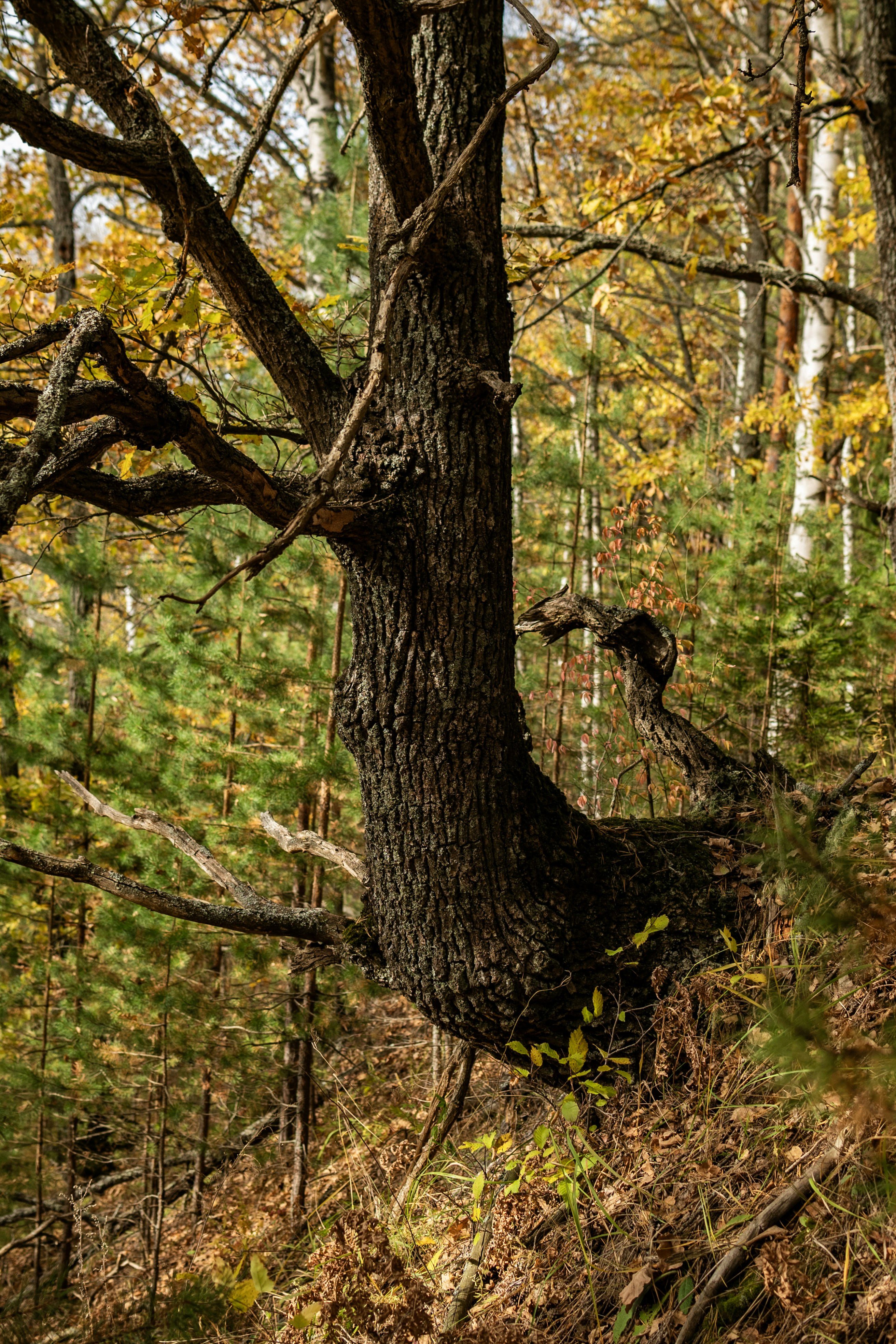 Photo by andrilliardbond