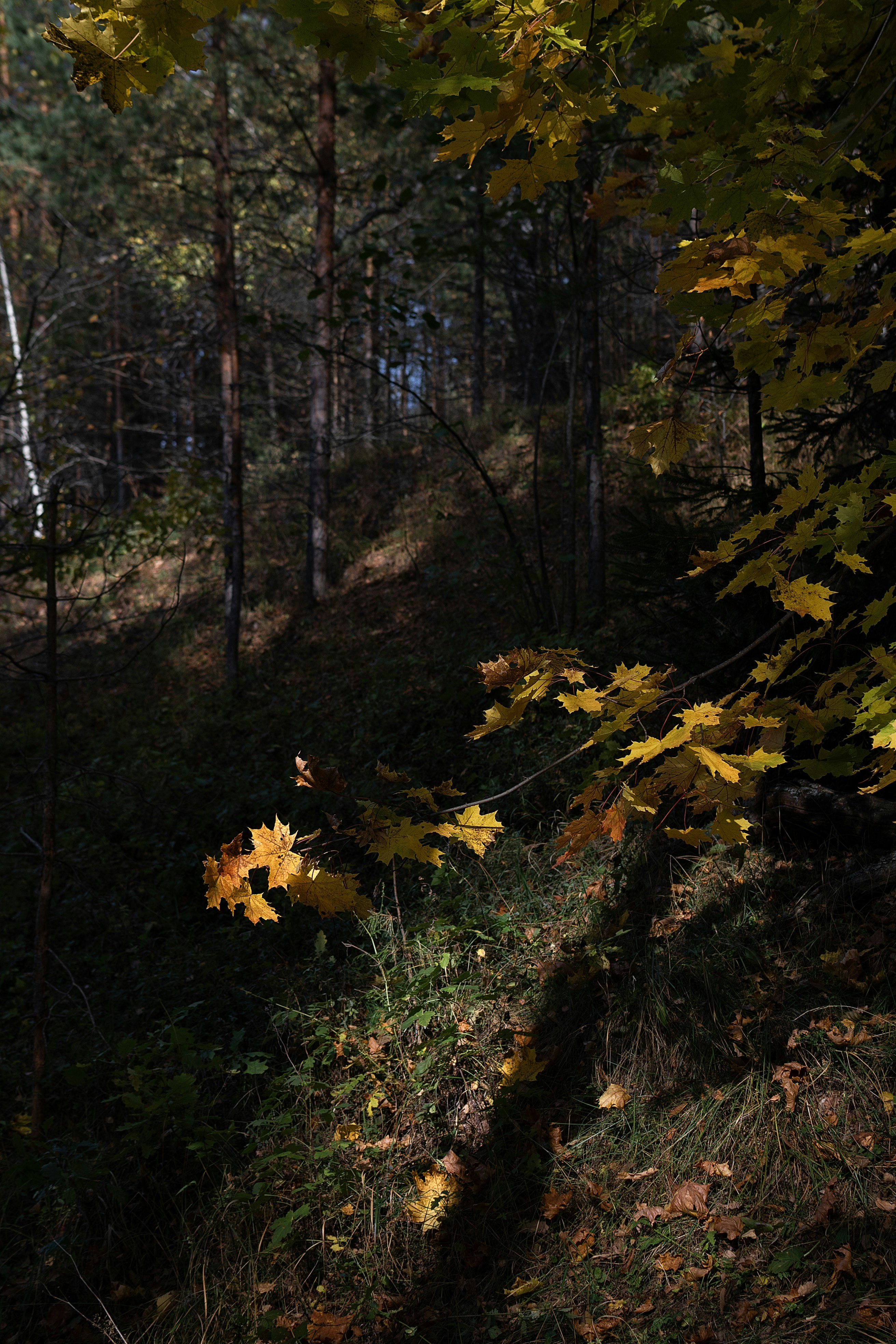 Photo by andrilliardbond