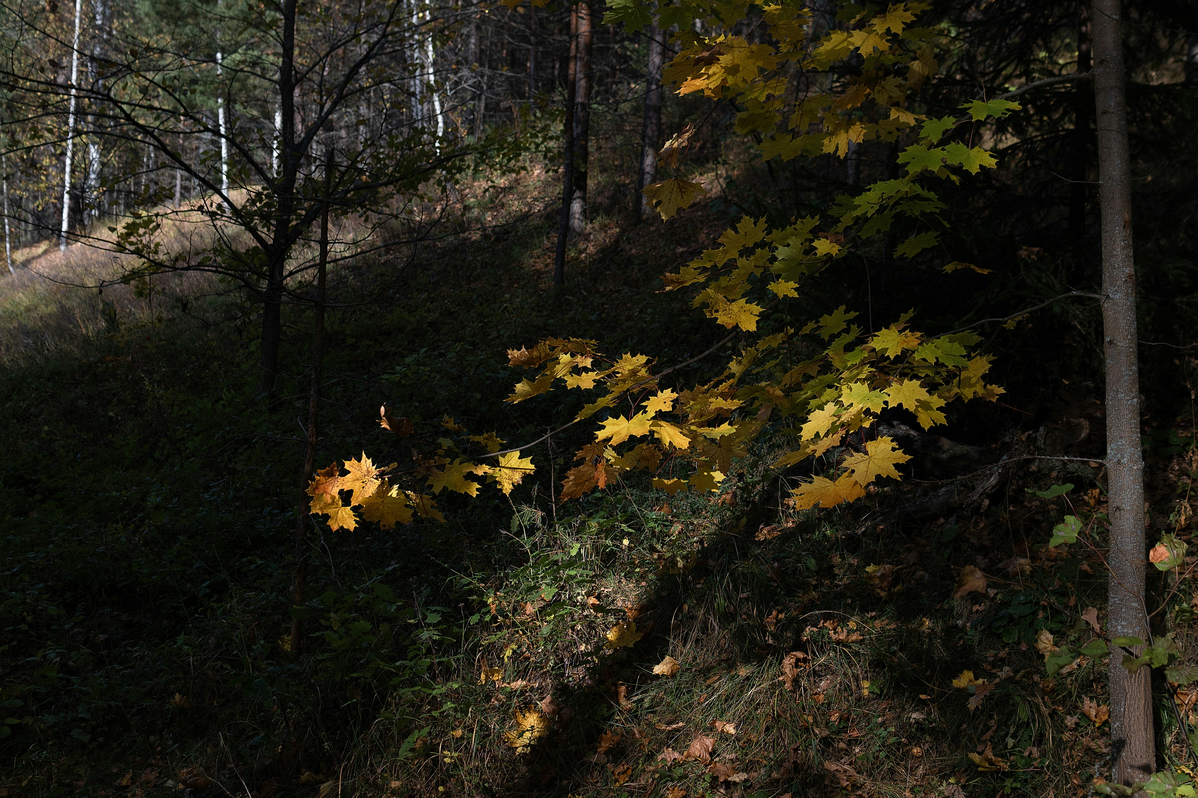 Photo by andrilliardbond