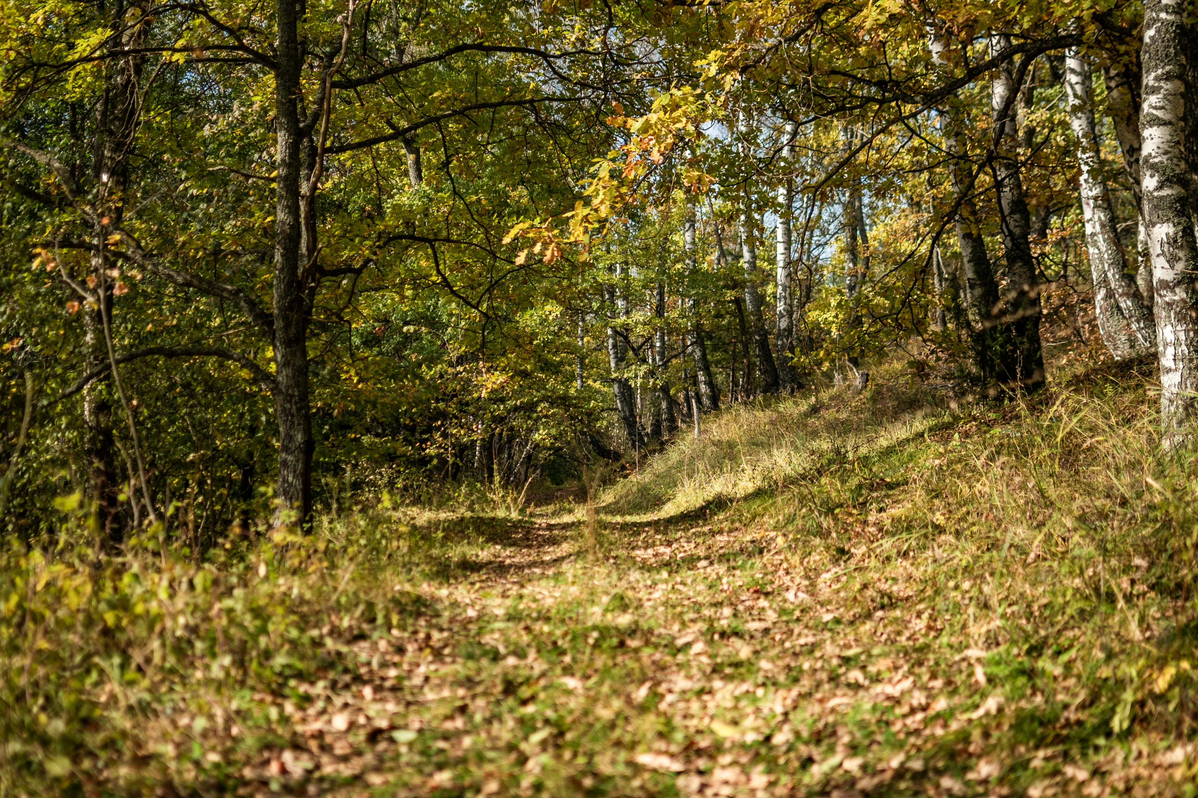 Photo by andrilliardbond