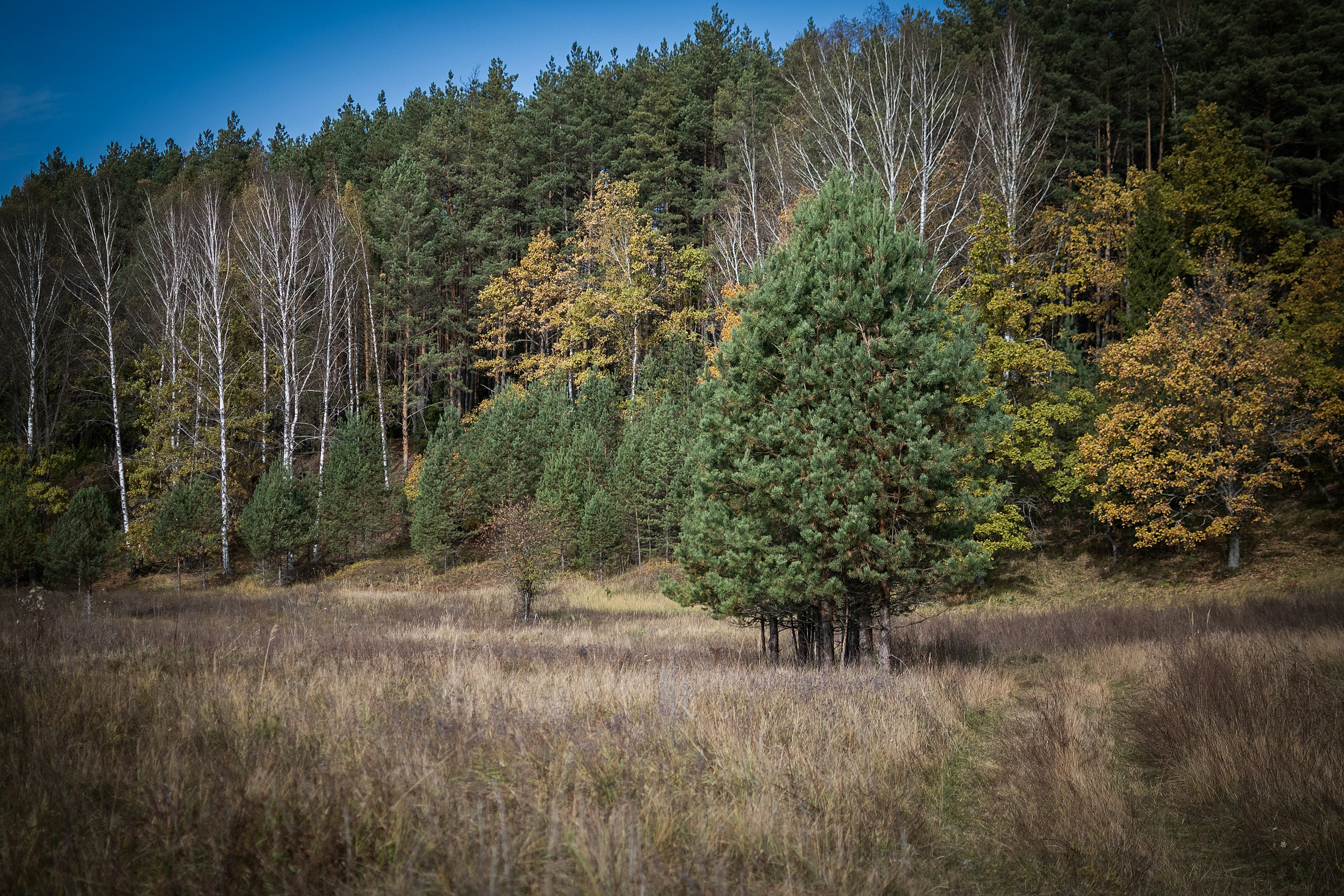 Photo by andrilliardbond