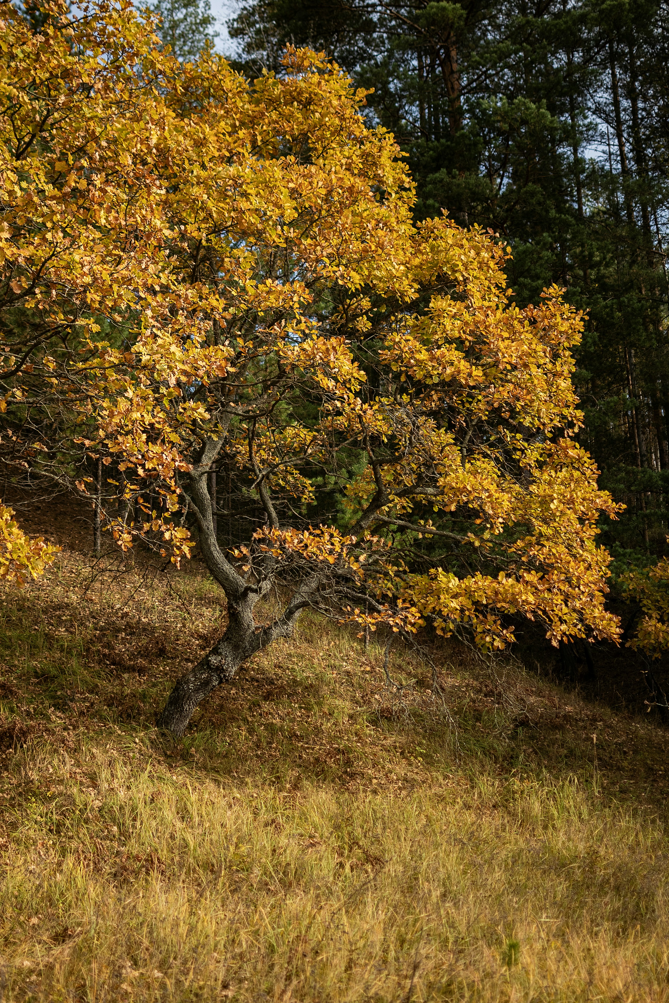 Photo by andrilliardbond