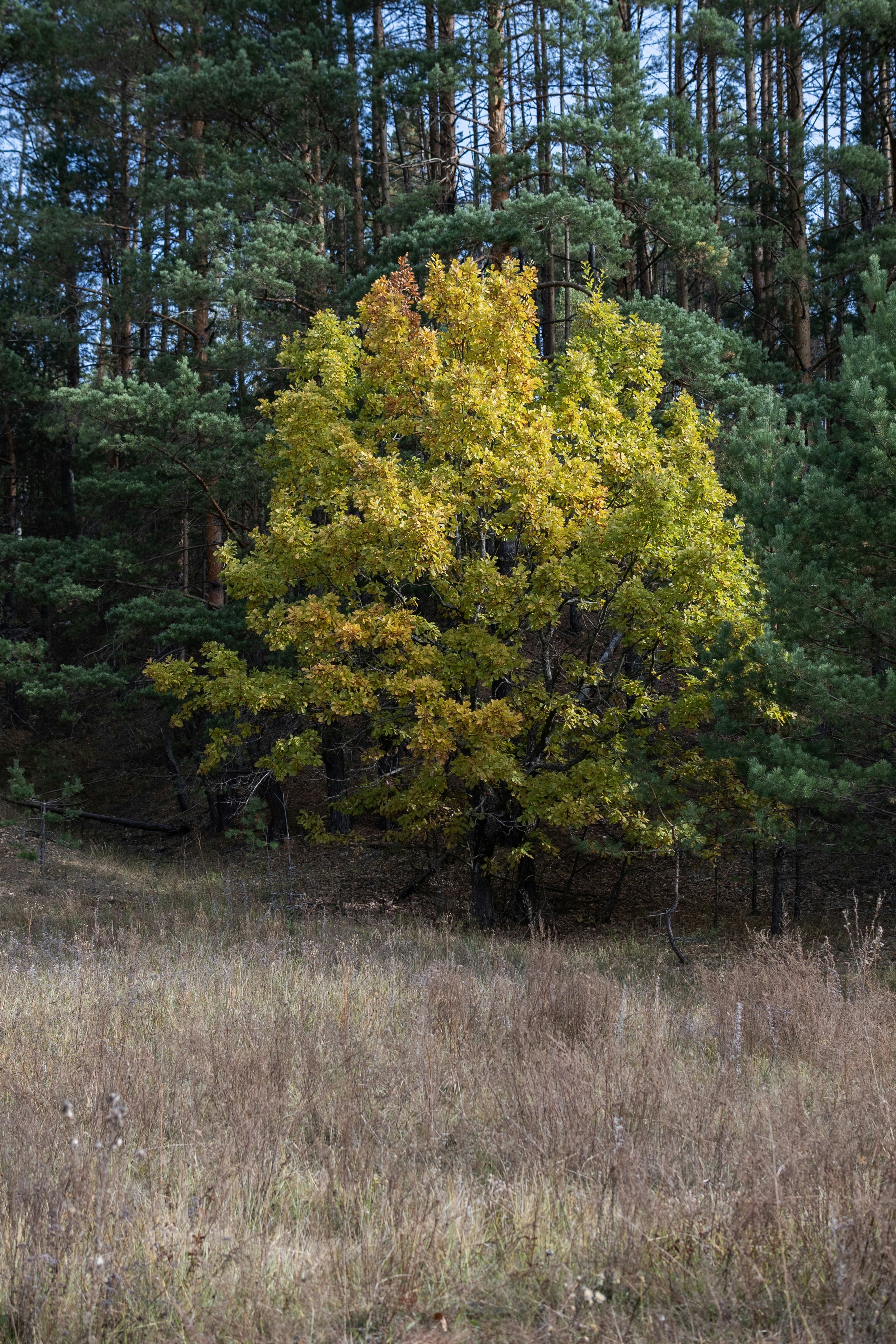 Photo by andrilliardbond