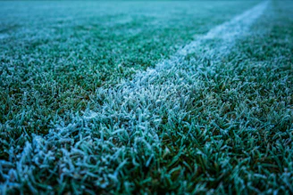 Frosty grass with a white line on a field