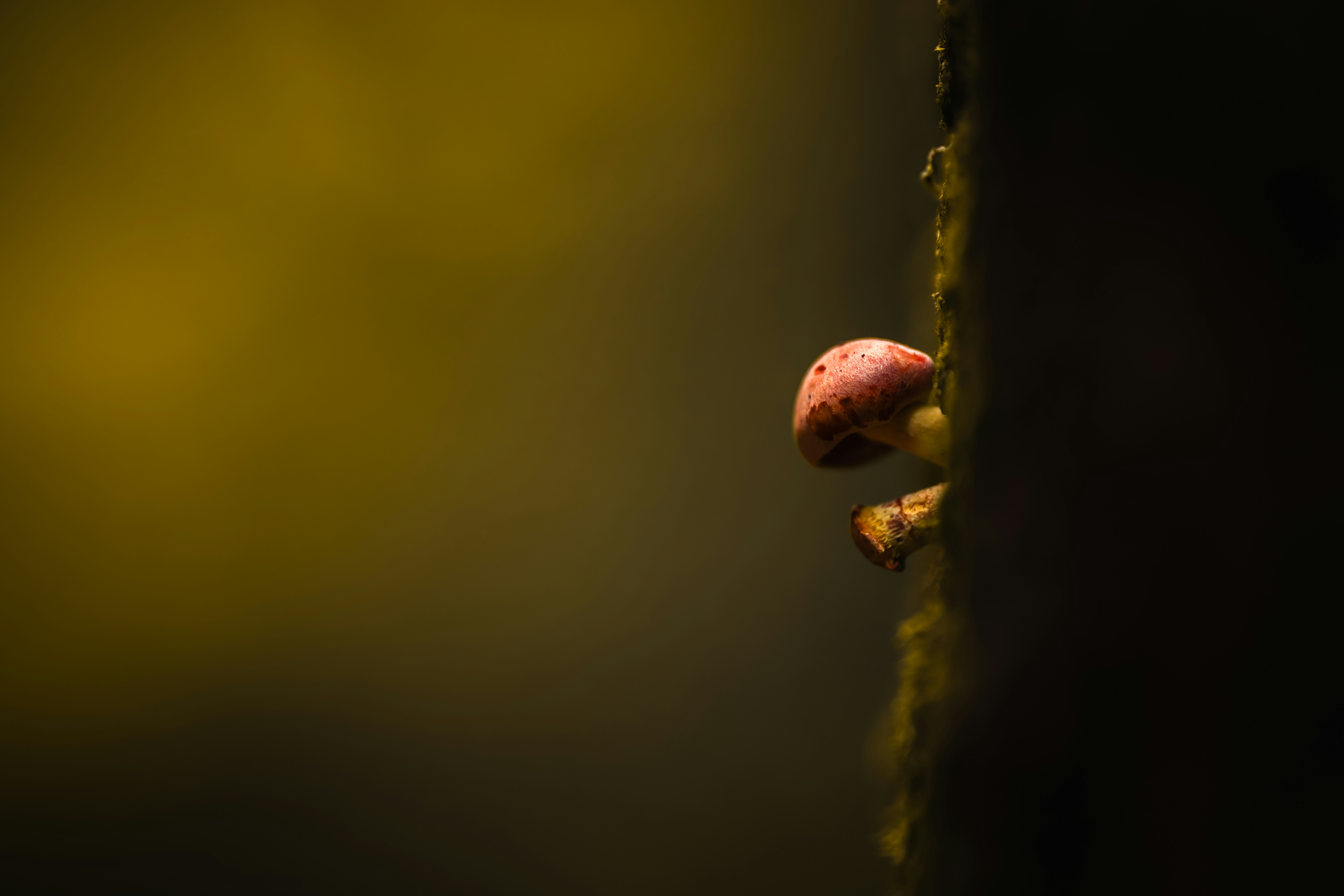 Typical Indicators Of Abdominal Hernia Pain Before Surgical Intervention