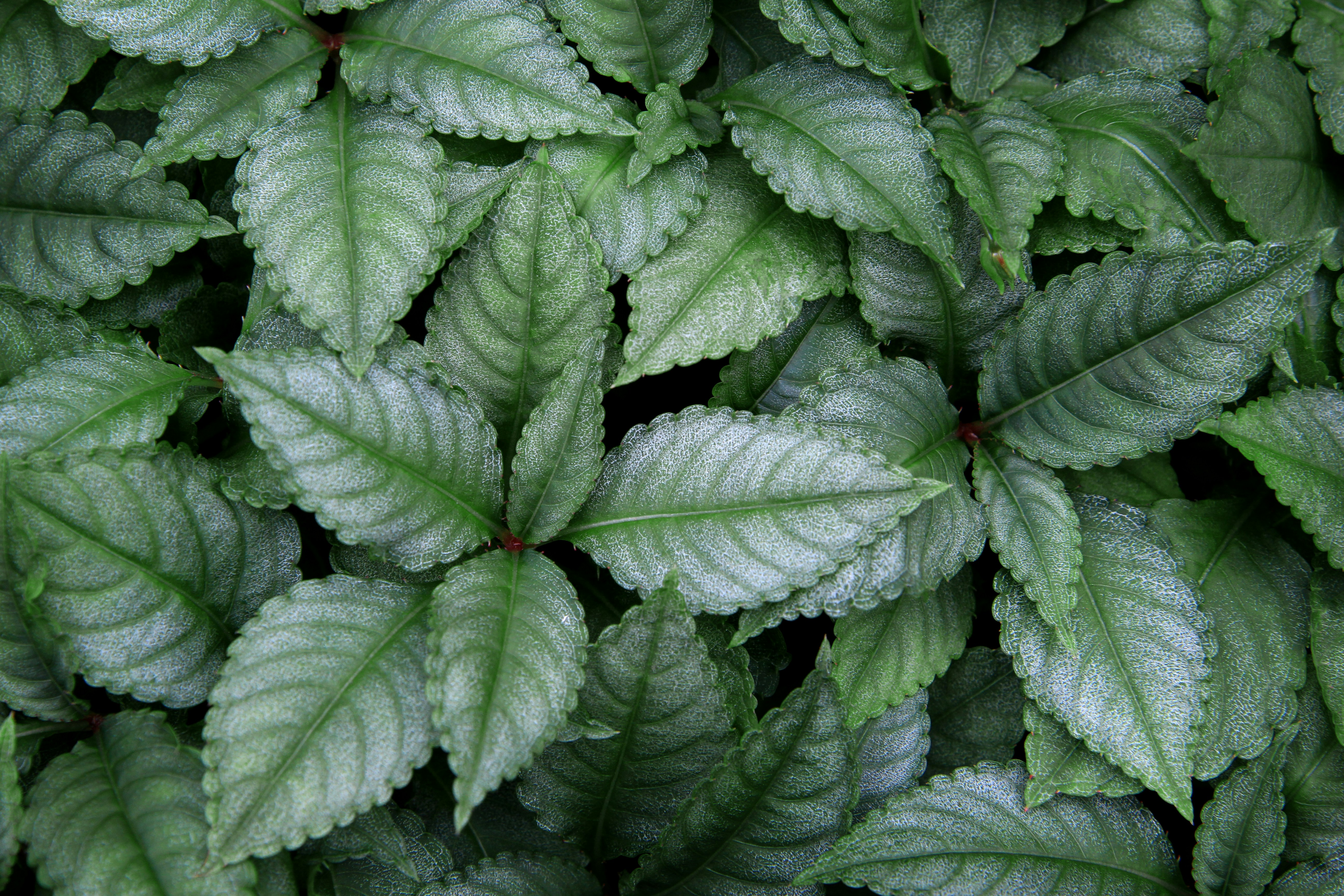 Photo by john_cardamone