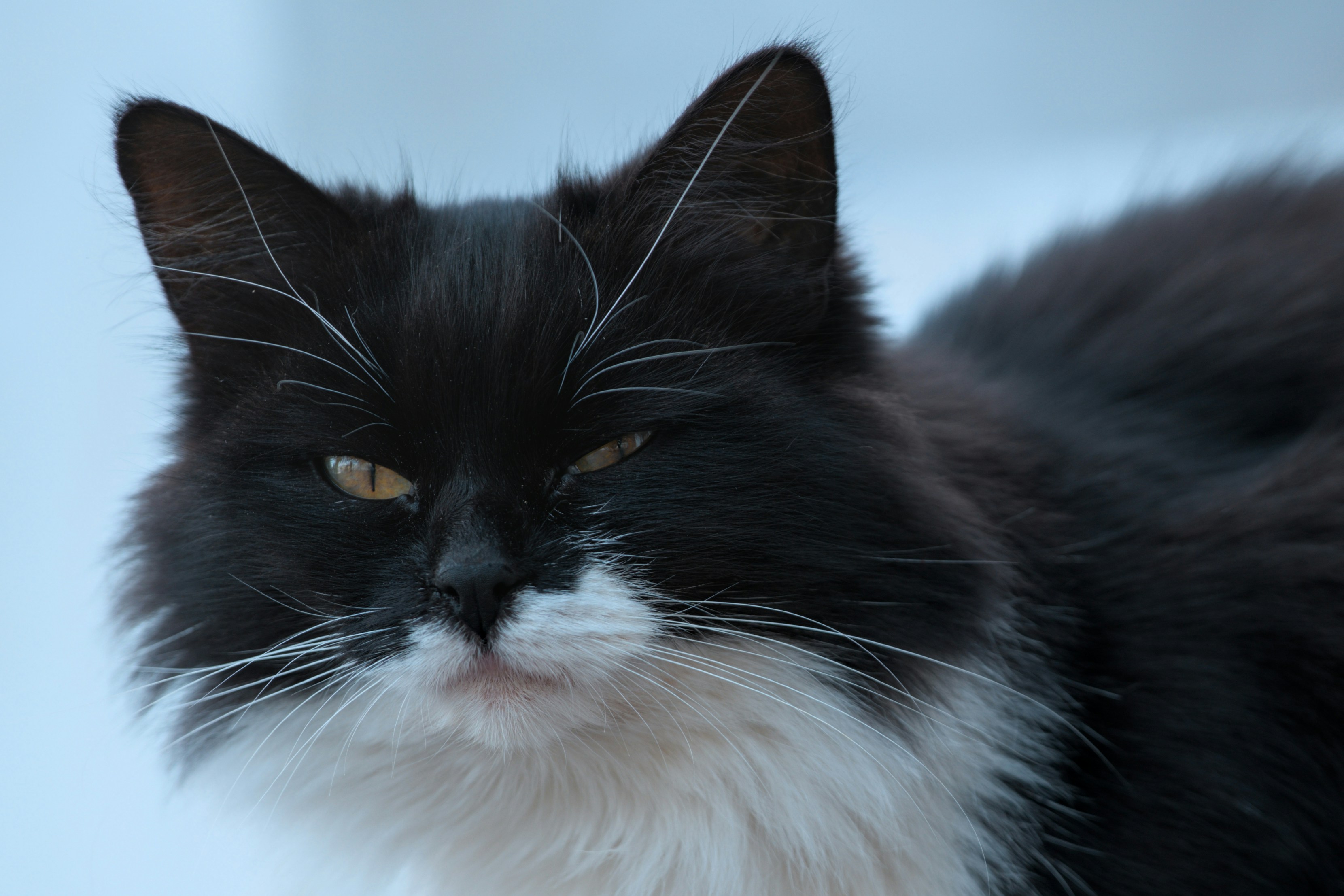 A fluffy black and white cat with yellow eyes.