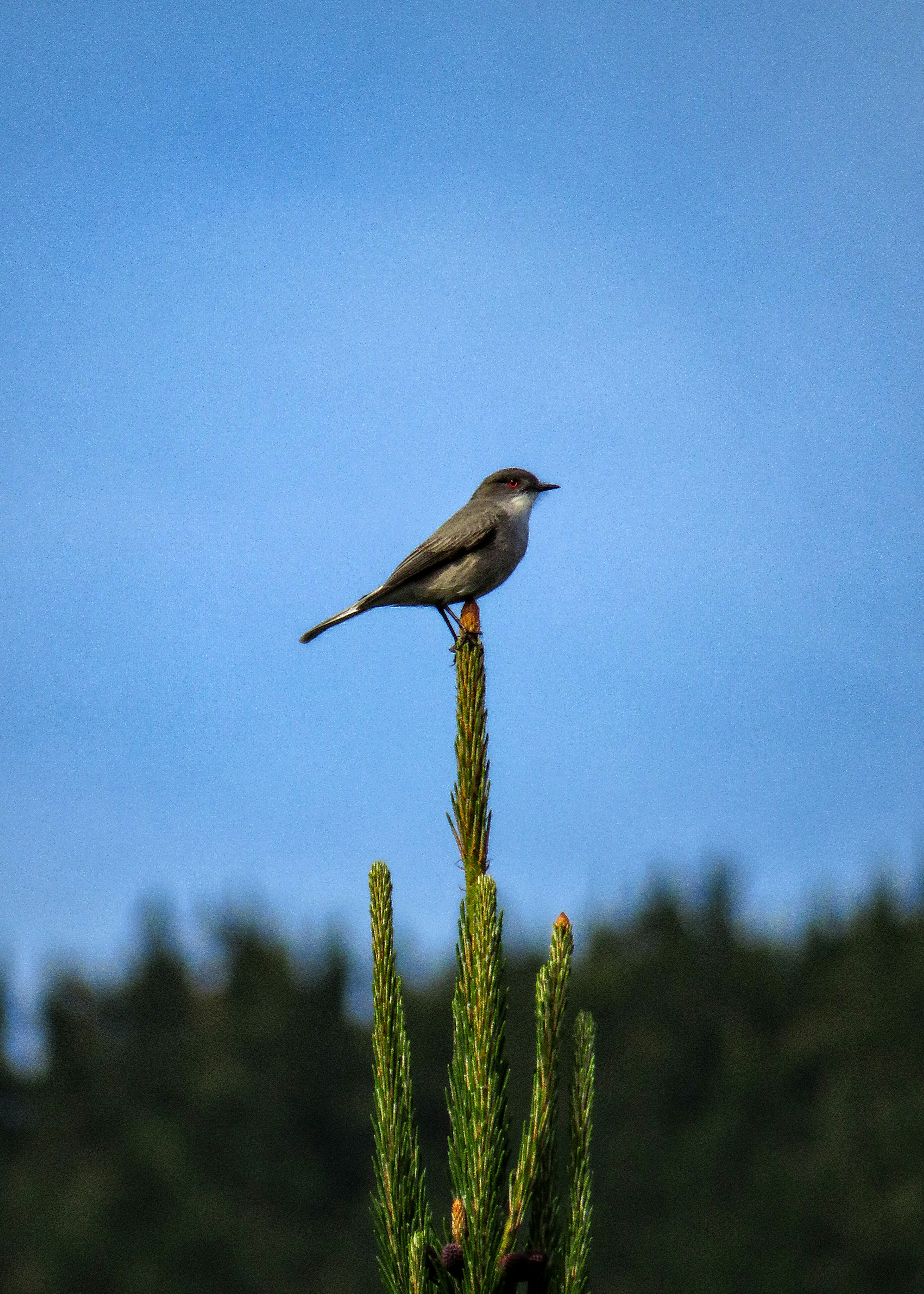 Photo by matiasvillacura