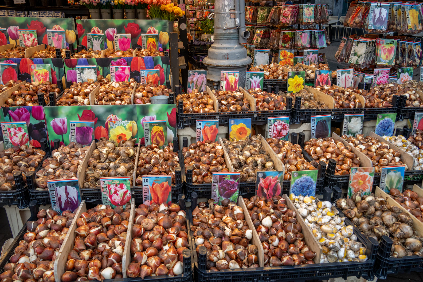 Crates of loose flower bulbs sorted by variety under picture labels at a market stall
