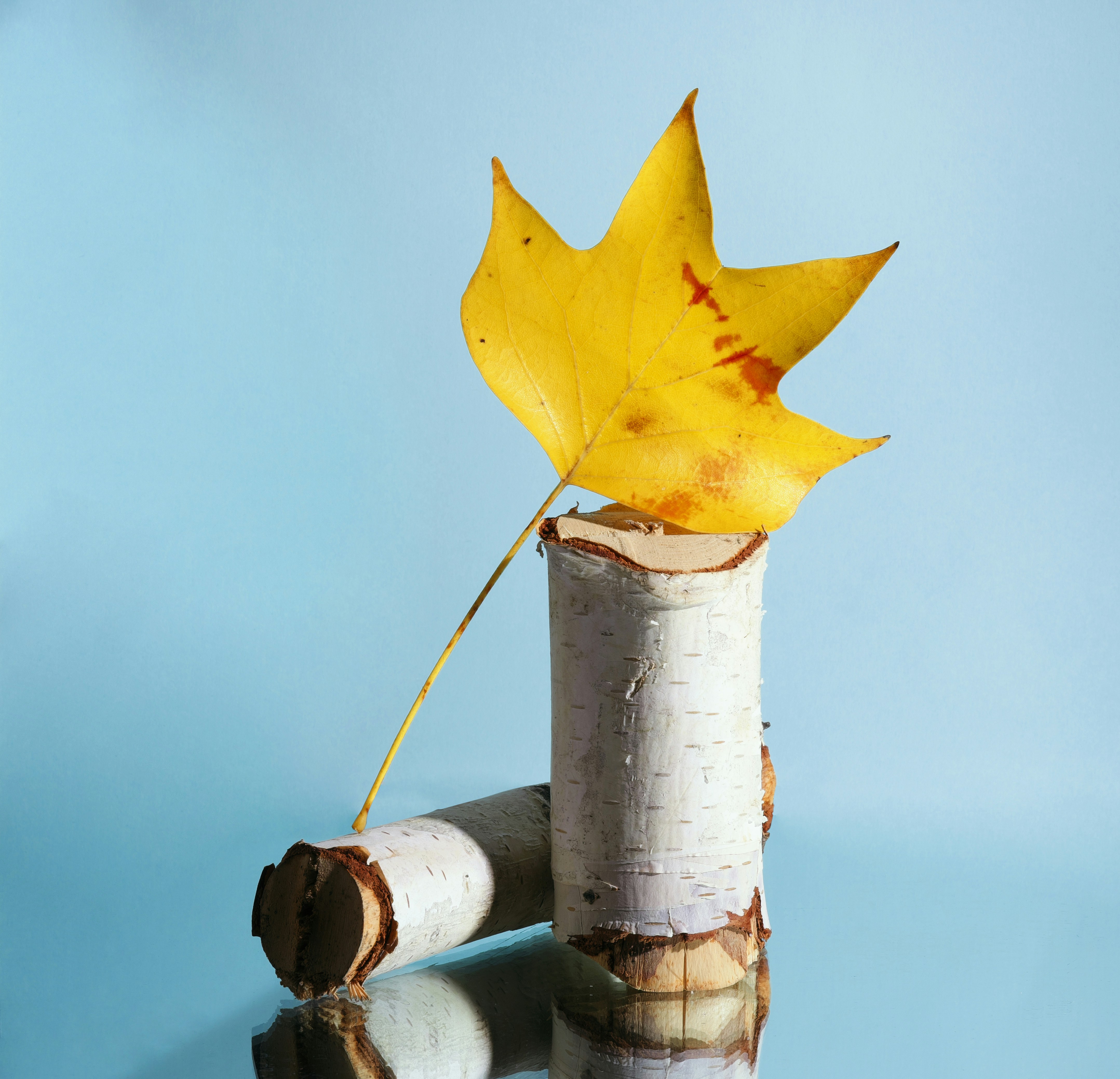 Daun musim gugur kuning bertumpu pada batang kayu birch