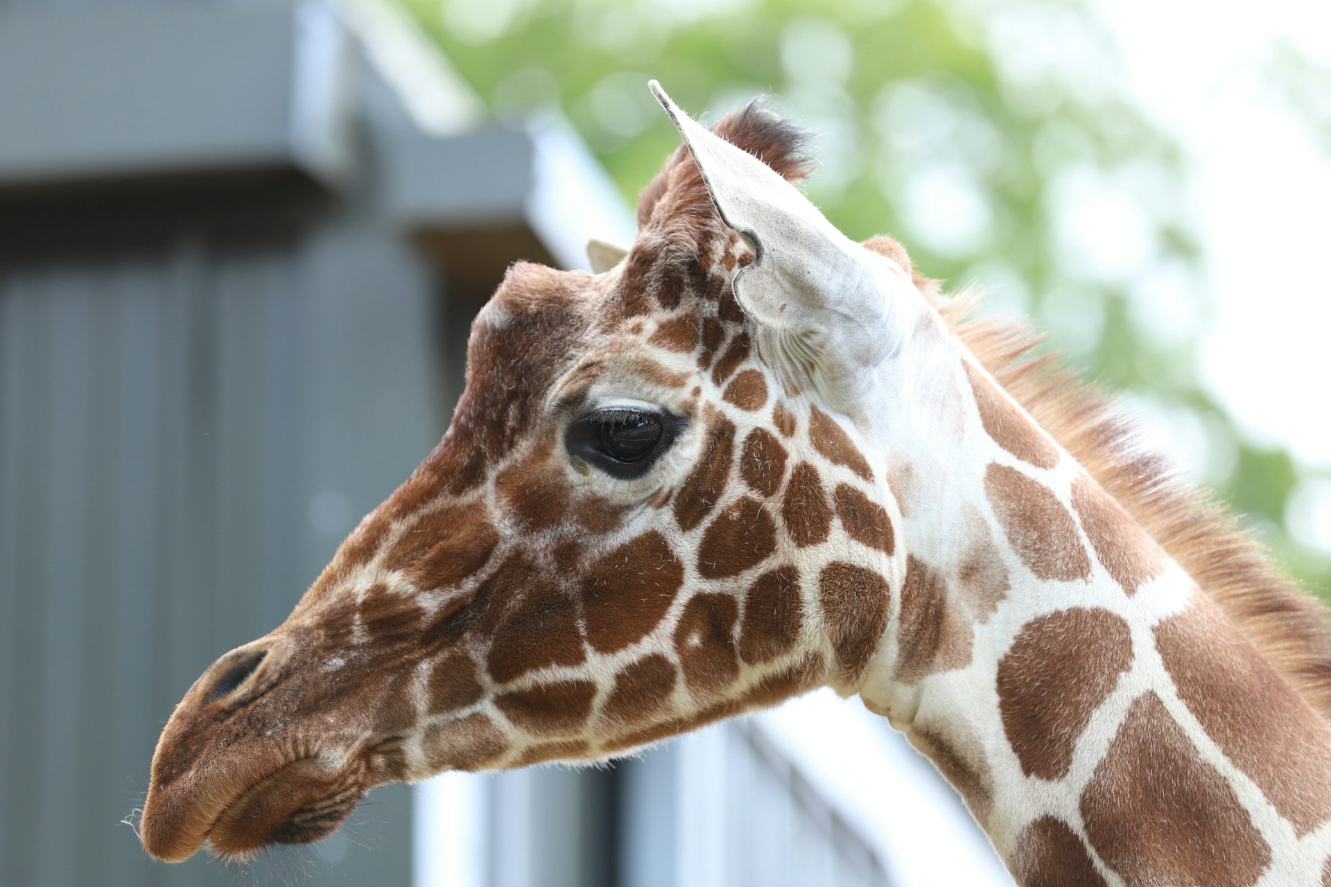 Close-up of a giraffe's head with brown spots.