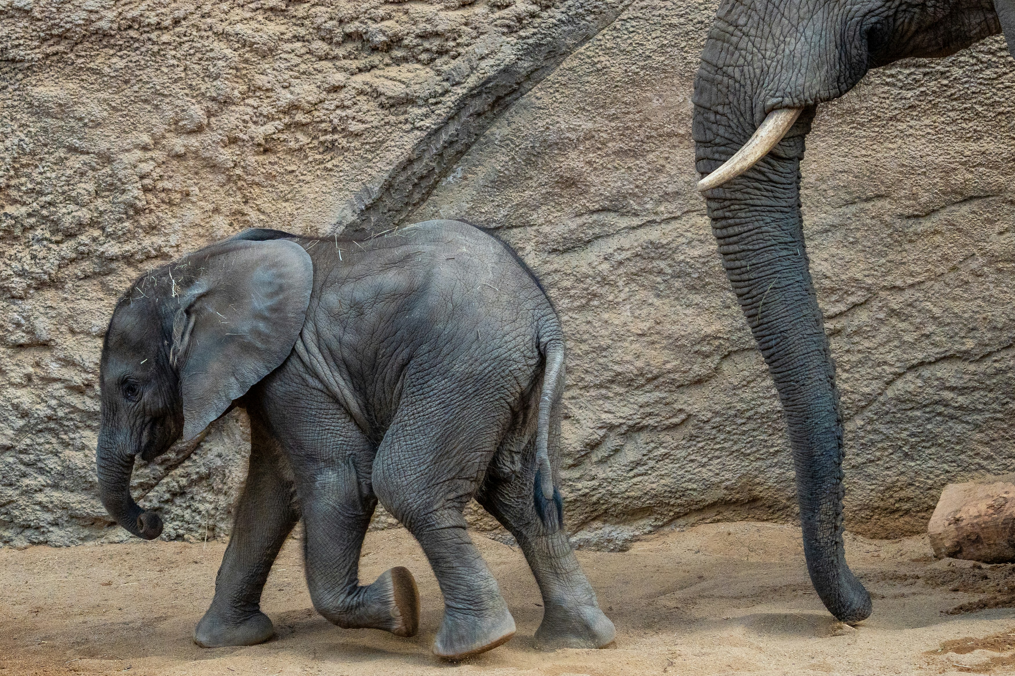 A baby elephant walks beside its mother.