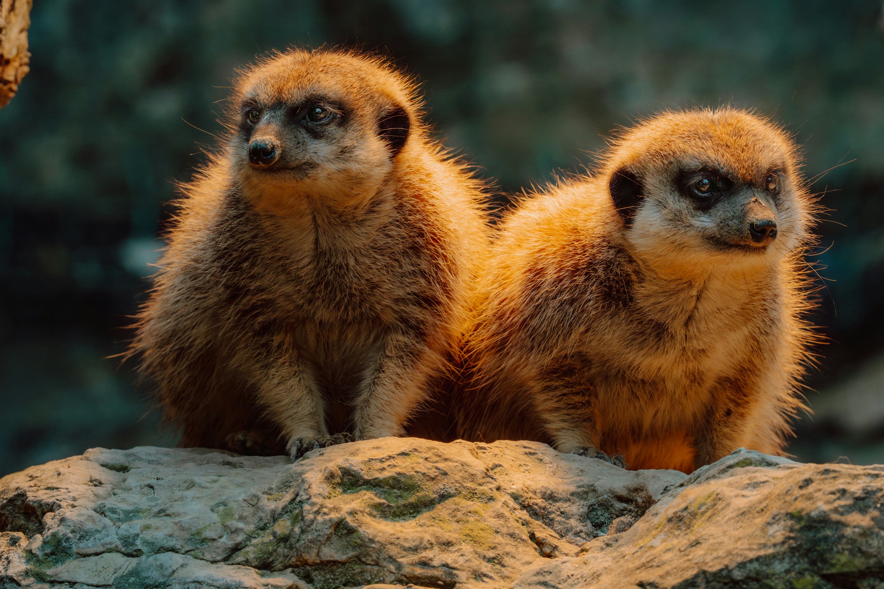 Photo by masoodaslami