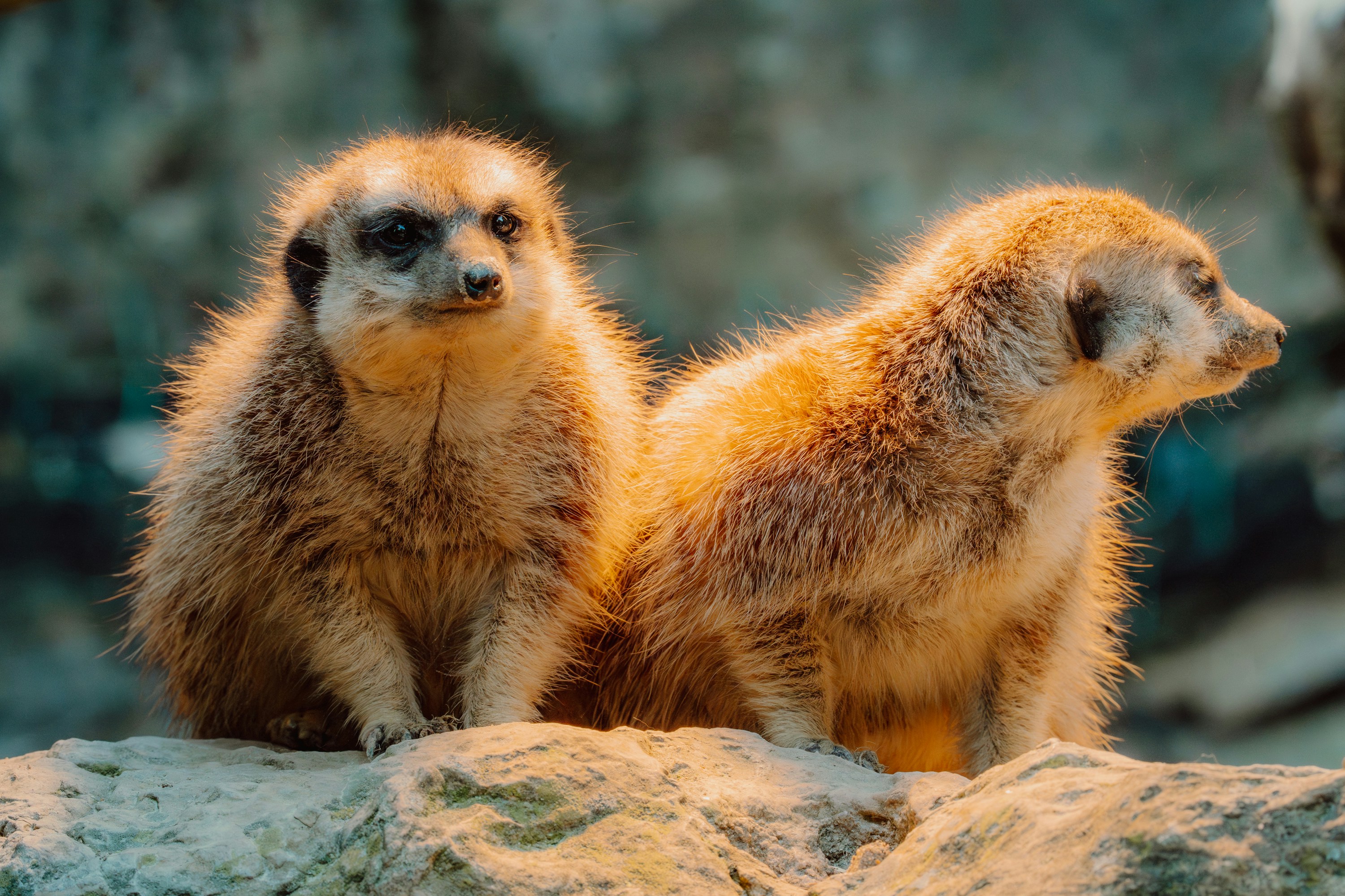 Two meerkats sitting on rocks together