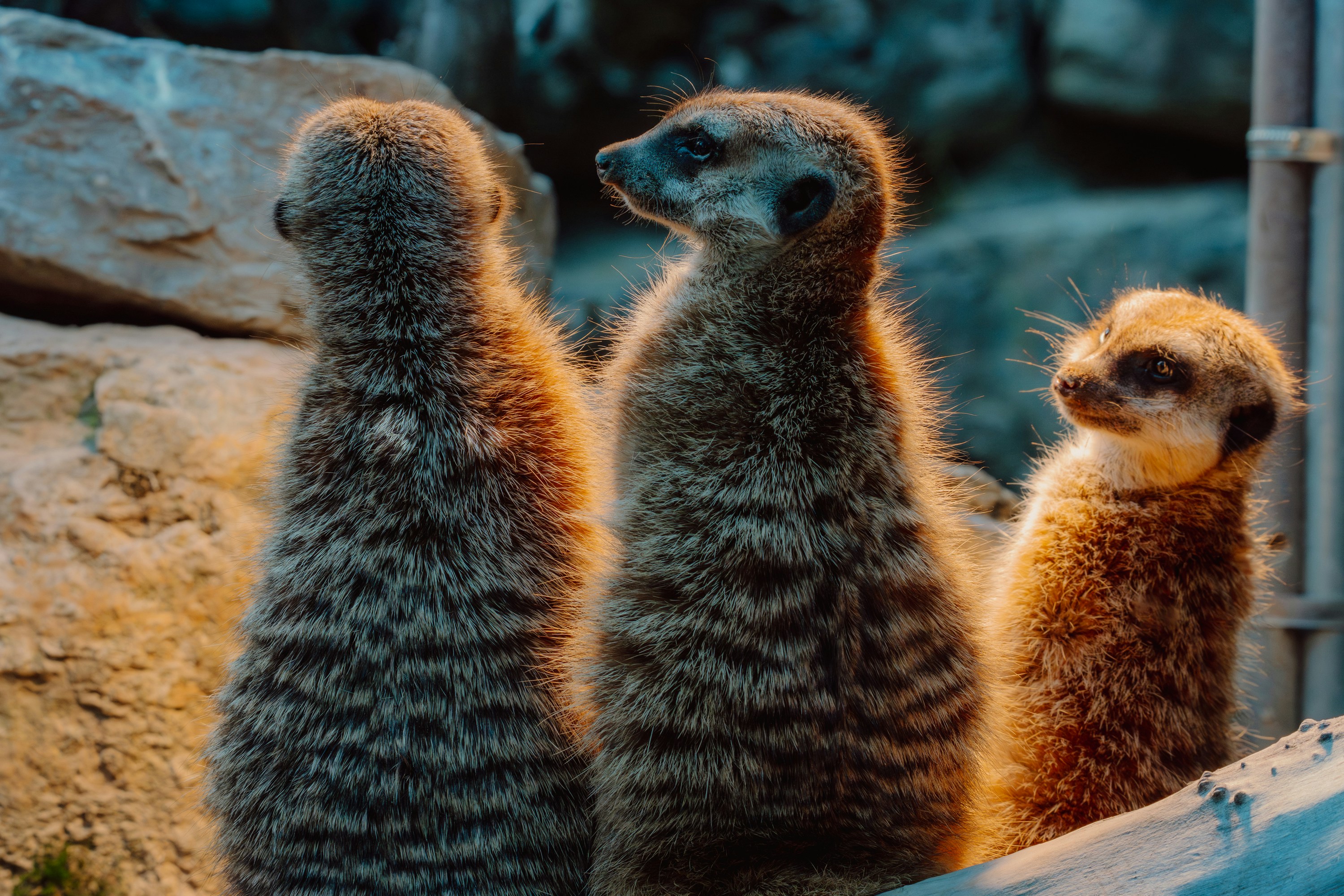 Three meerkats stand together looking out.