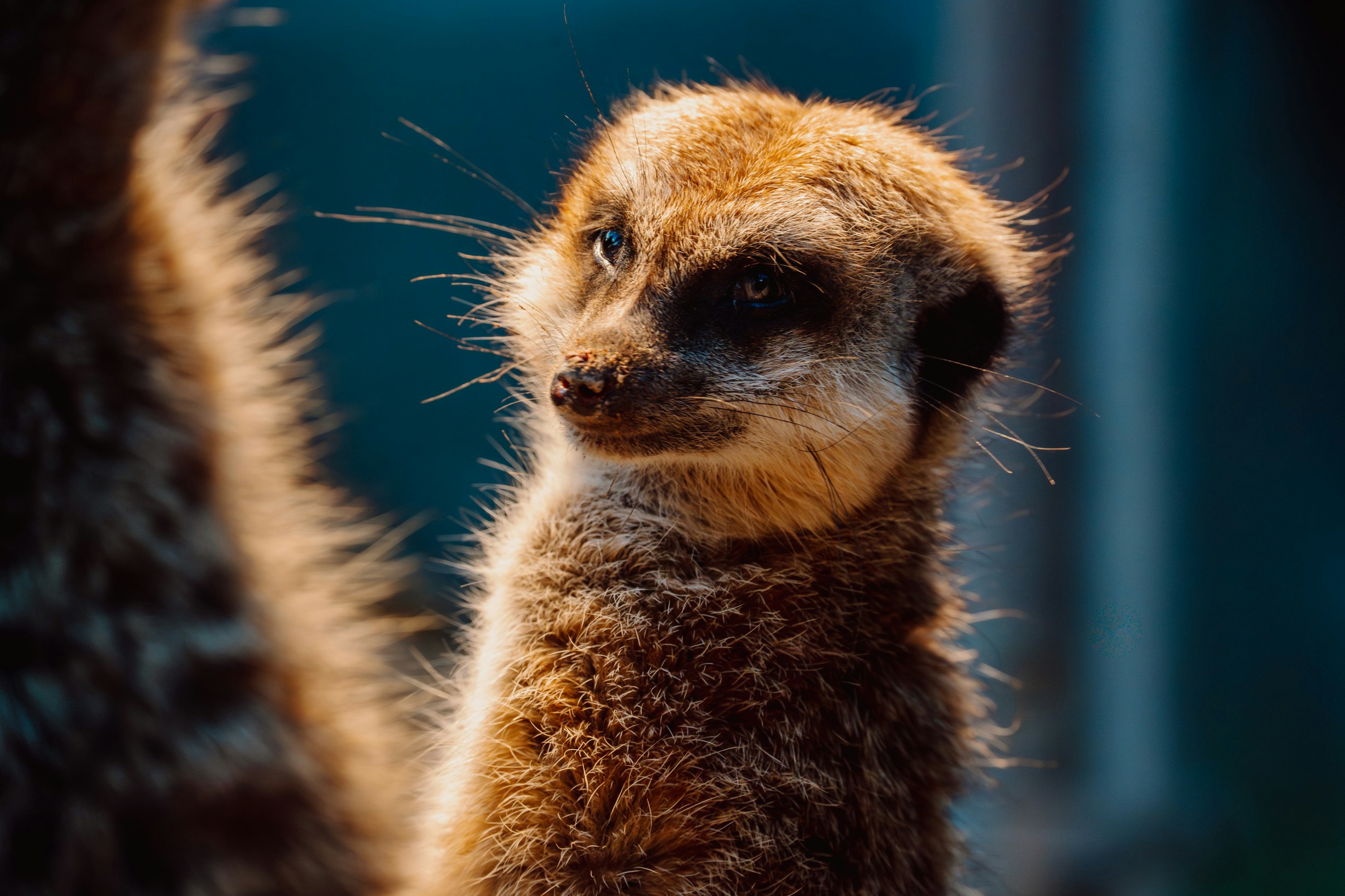A meerkat stands alert with soft lighting.