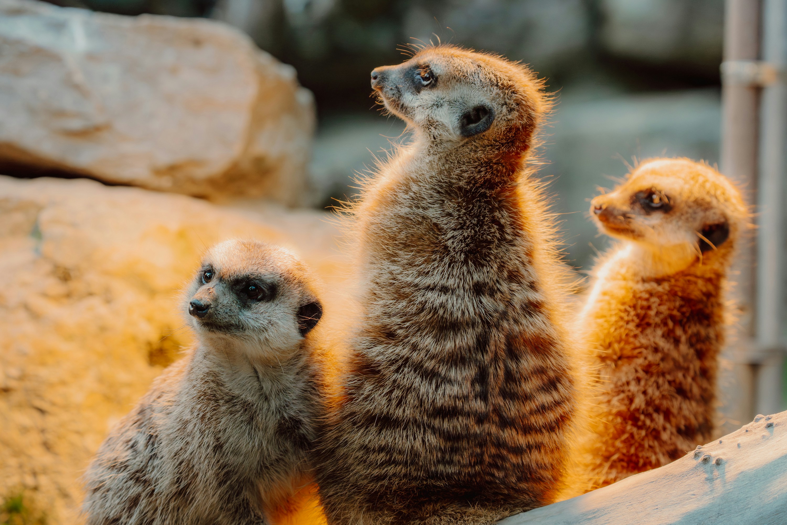 Three meerkats stand alert on sandy ground - Free Photo on Unsplash