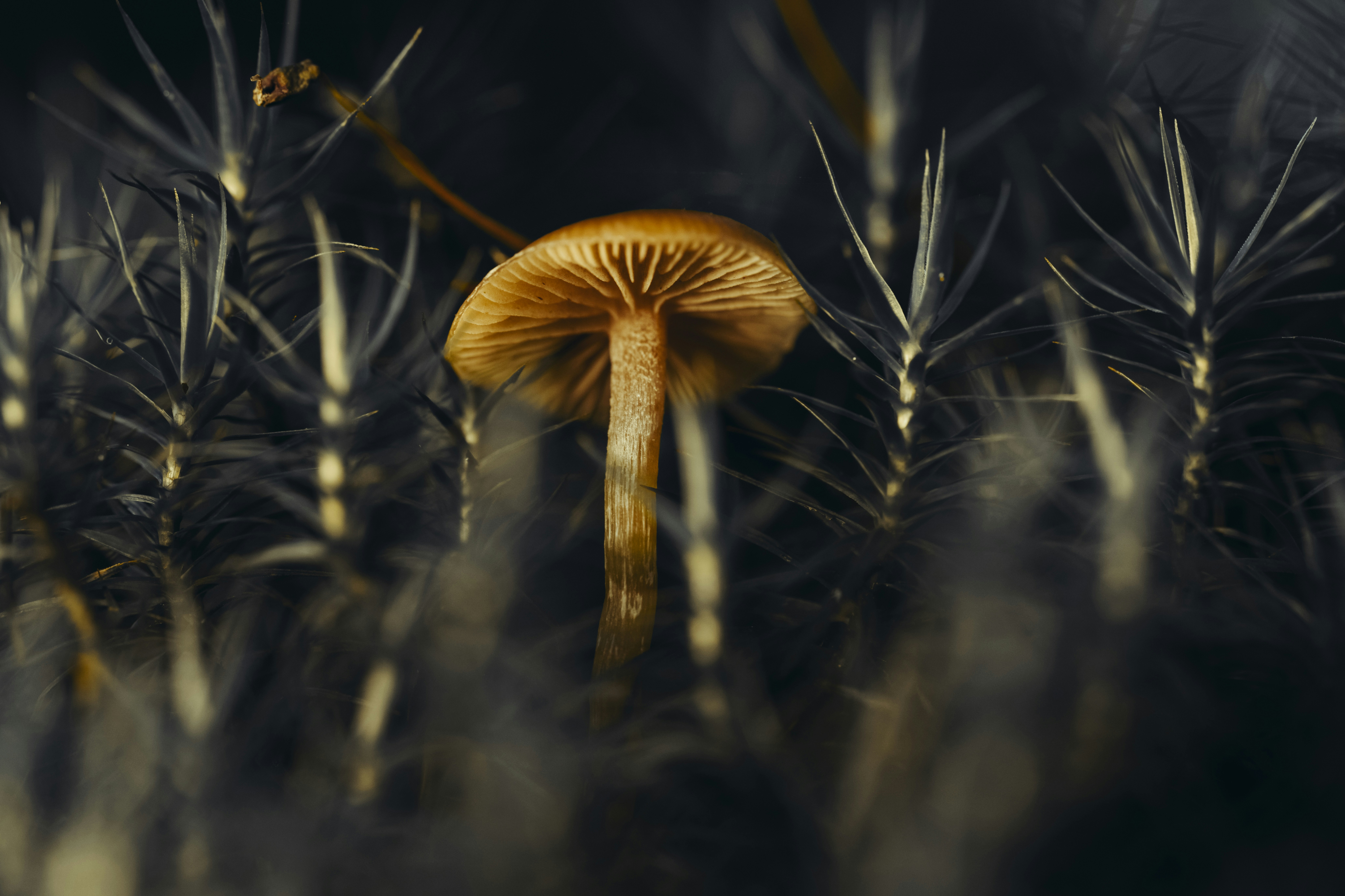 Un solo hongo se erguía entre el follaje oscuro.