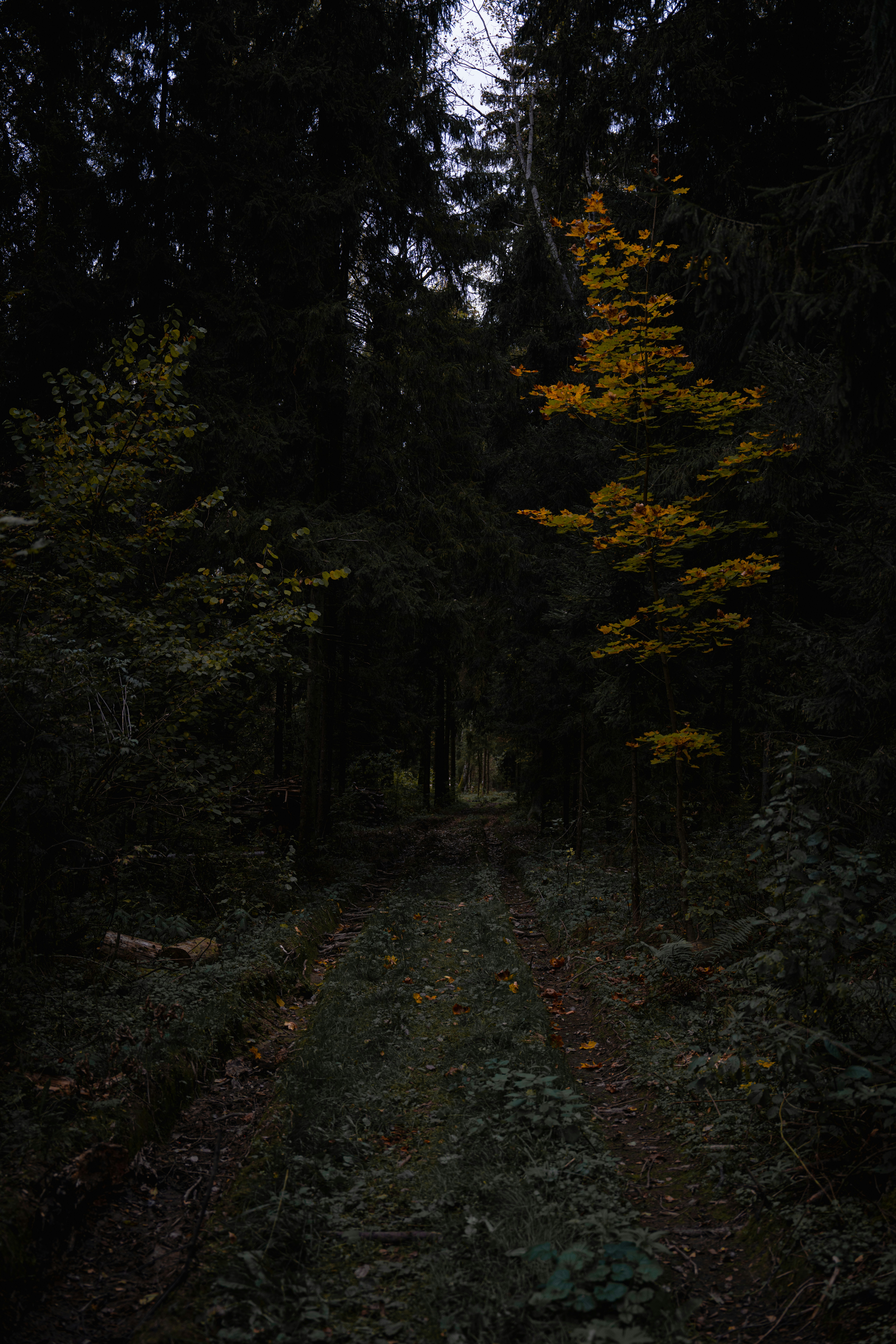 Dark forest trail, ilustrasi artikel Illuminate Your Path: Choosing the Perfect Flashlight for Night Hiking 4