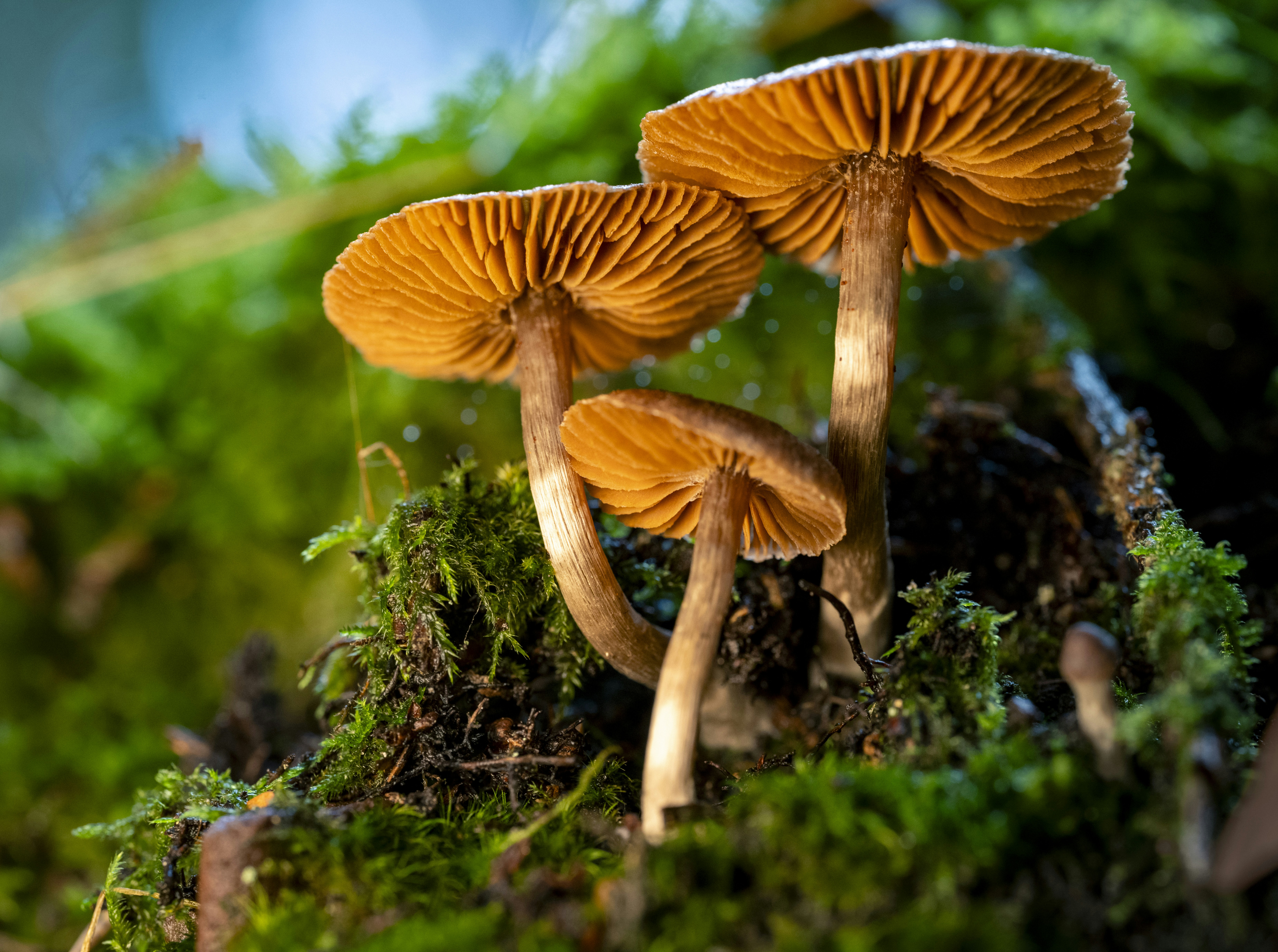 Tres hongos que crecen en un suelo cubierto de musgo