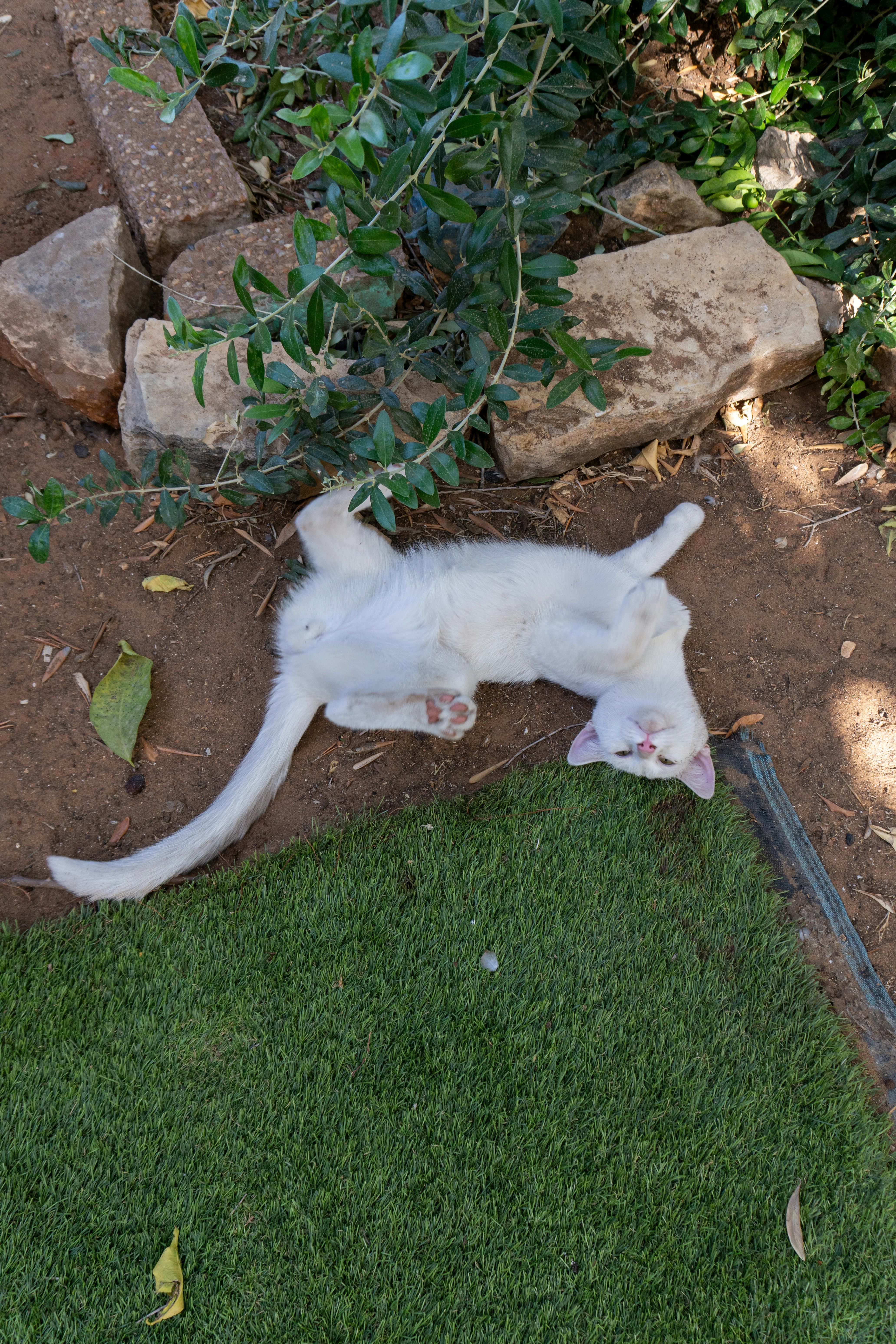 A white cat lies on its back in the dirt.