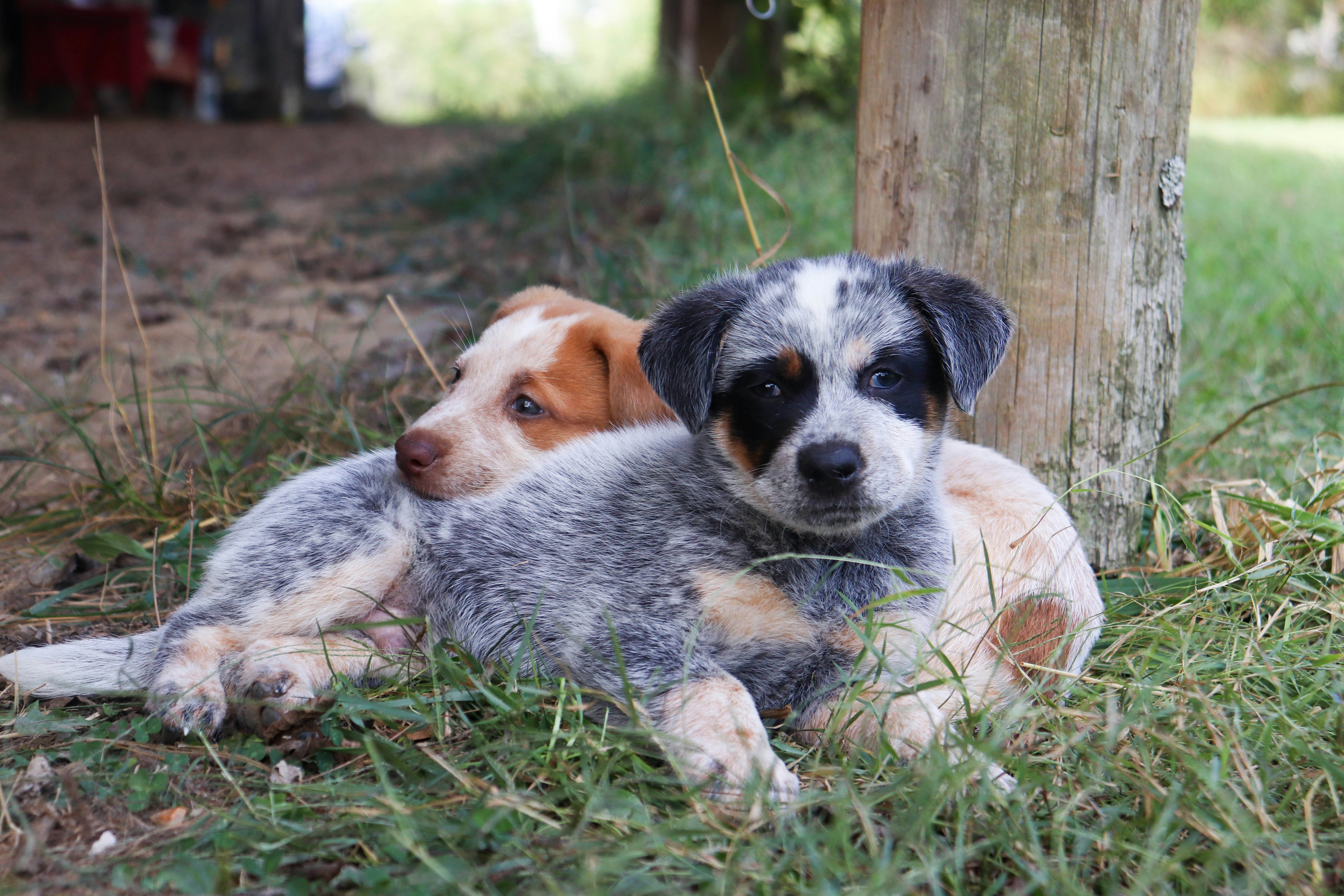 Puppies resting outdoors