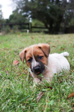 A cute puppy lies in the green grass.
