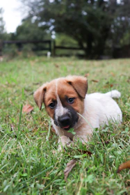 A cute puppy lies in the green grass.