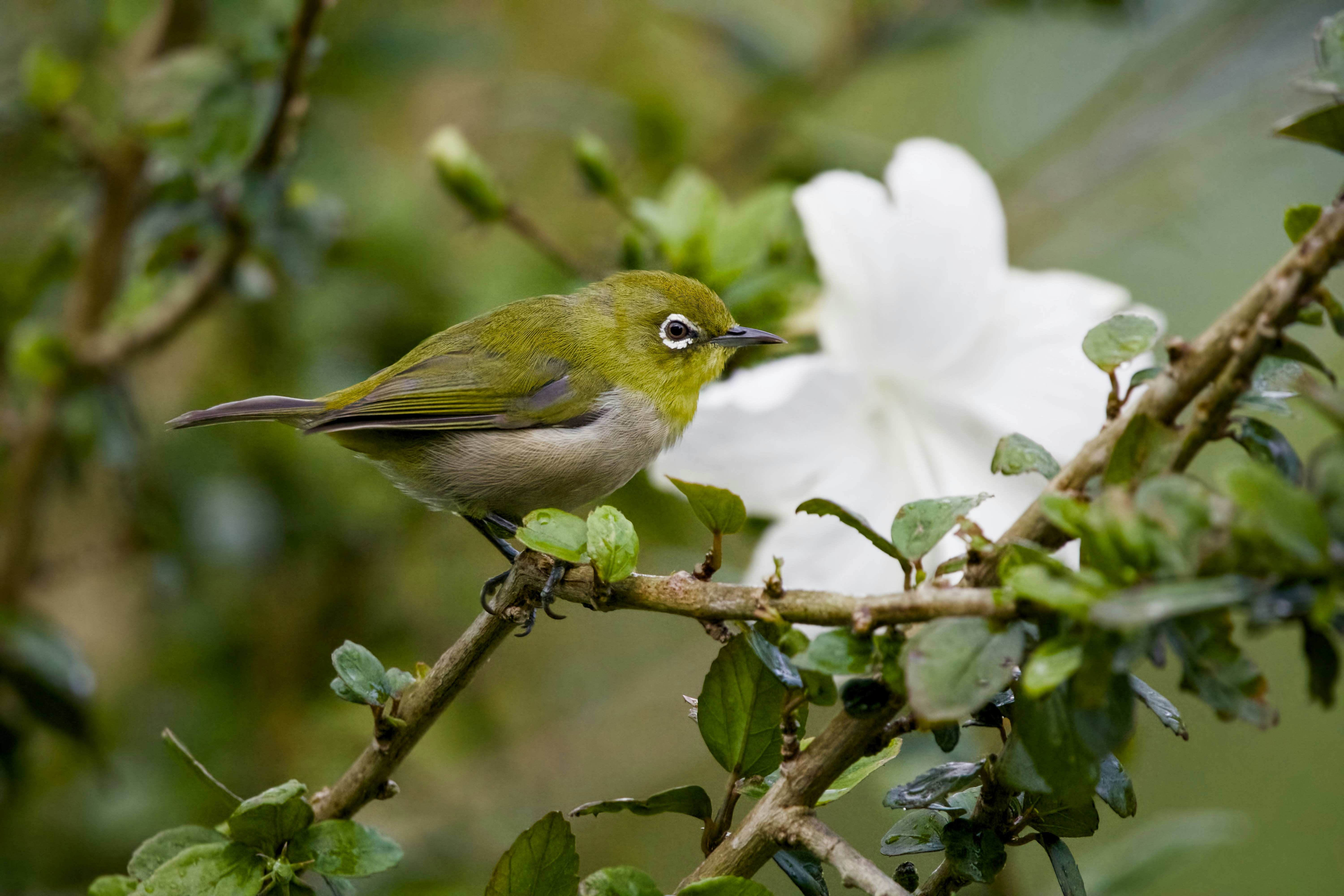 花のある枝に止まっている小鳥。の写真 – Unsplashの鳥の無料画像