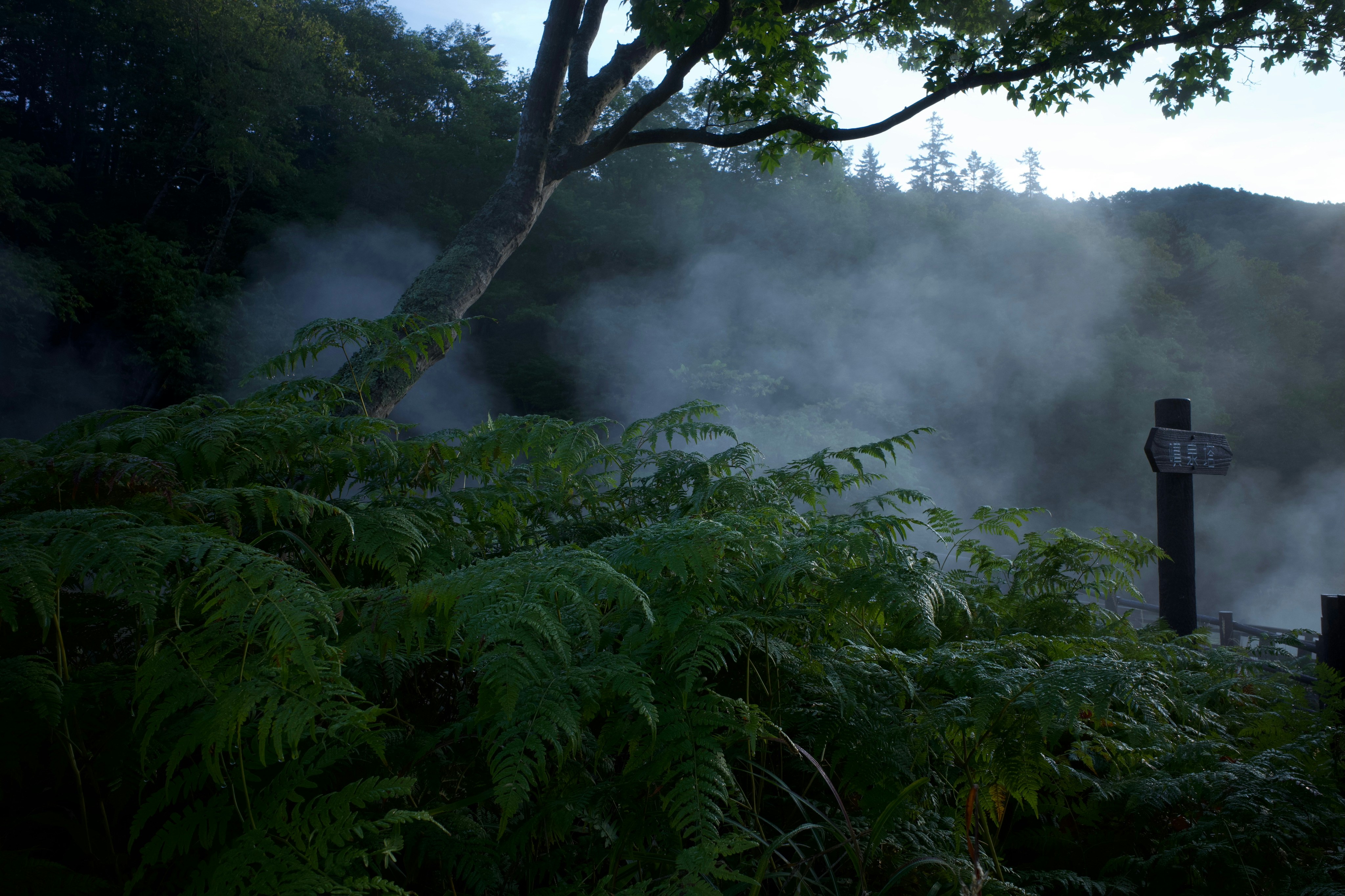 Misty forest scene with ferns and trees