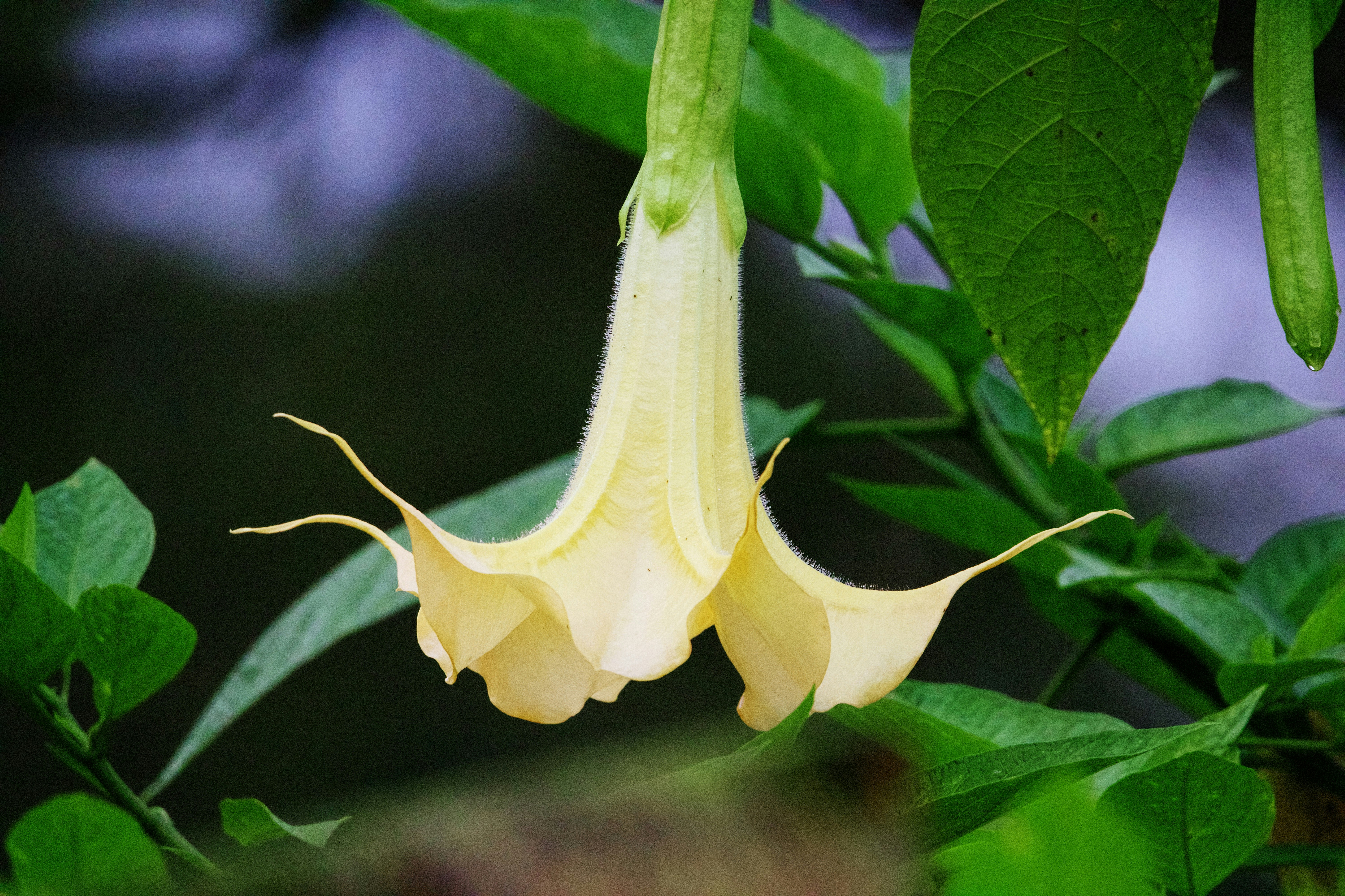 A pale yellow trumpet flower hangs from a branch