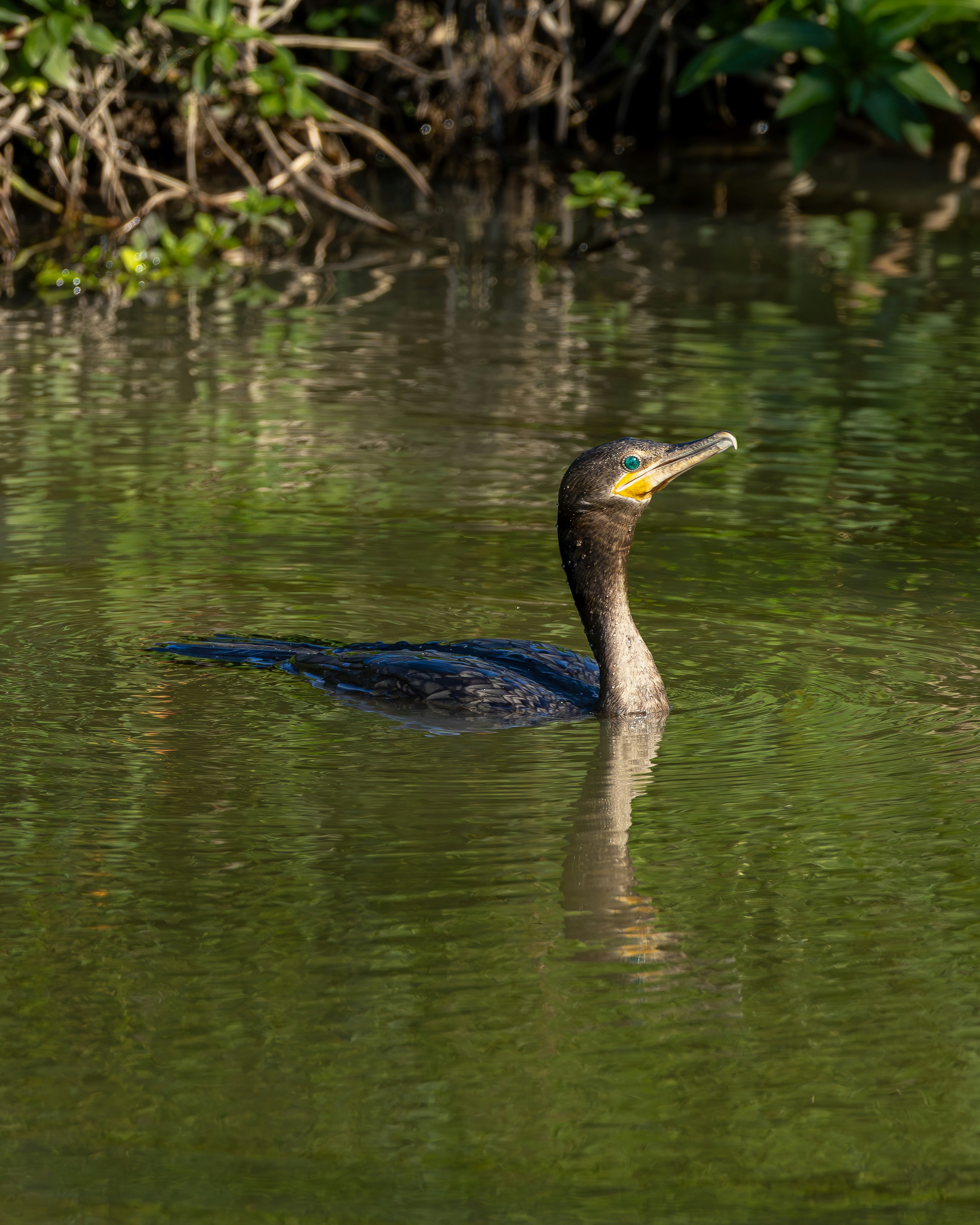 Photo by matheuskprot