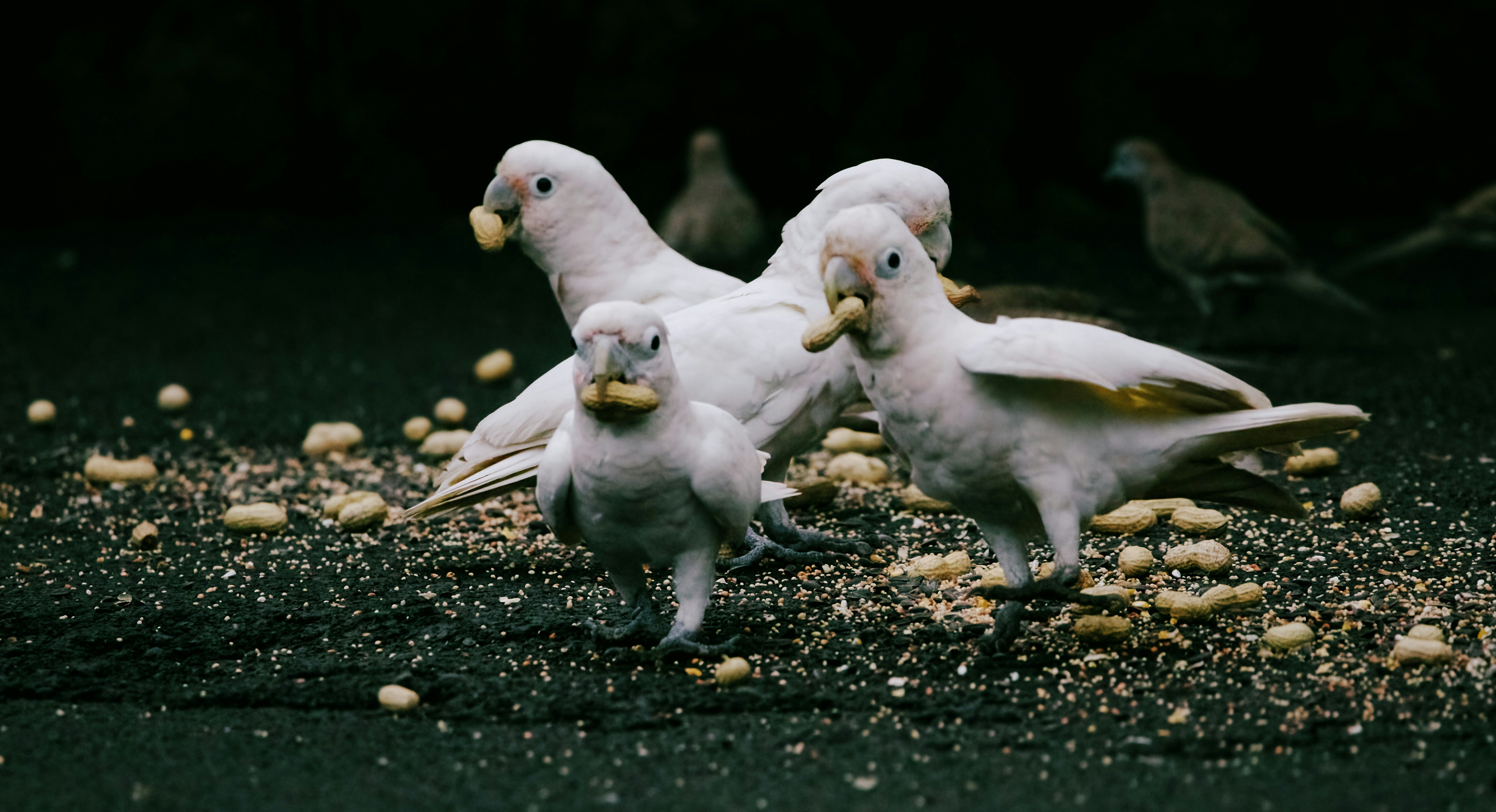 Several white cockatoos eating seeds on the ground.