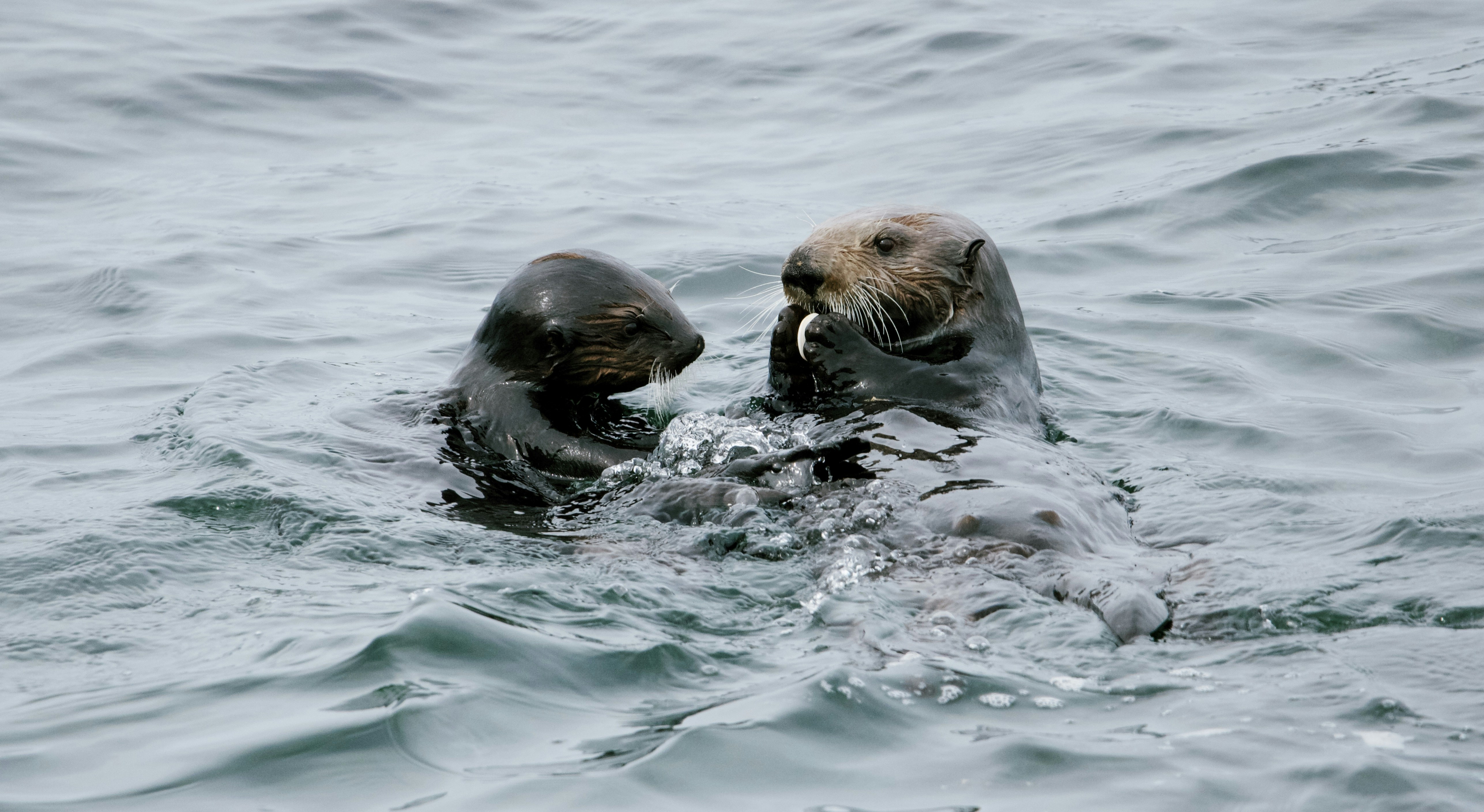 Two sea otters floating and eating in the ocean.