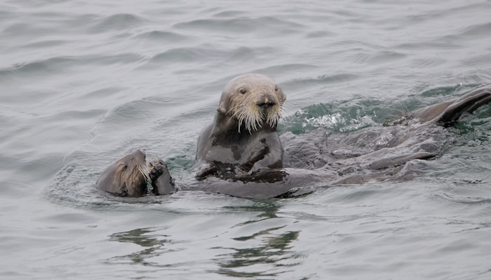 Sea otter floating on its back