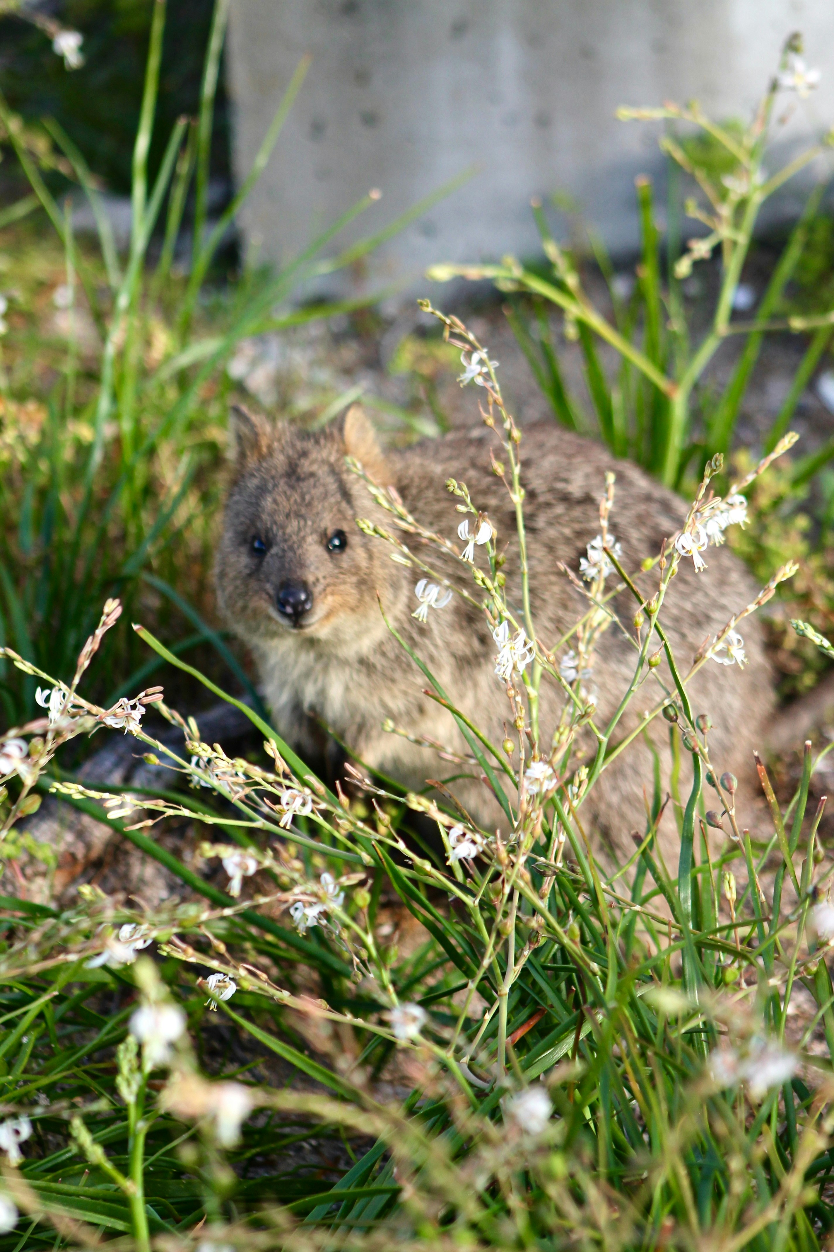A small marsupial peeking through green foliage.
