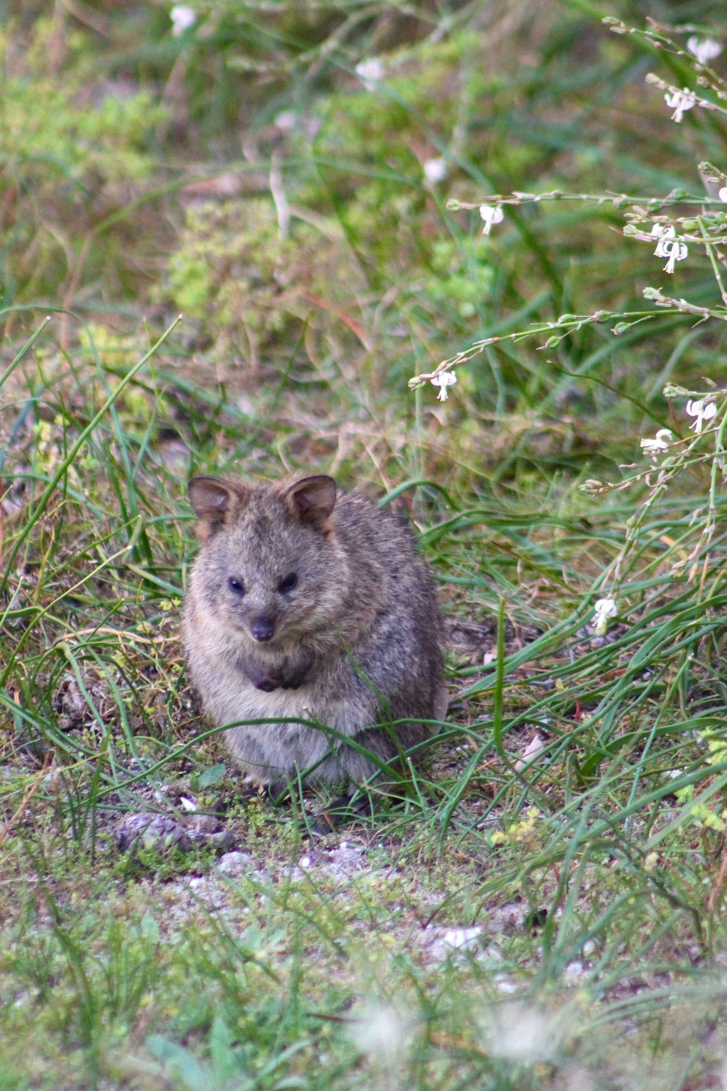 A small quokka sits in grassy foliage.