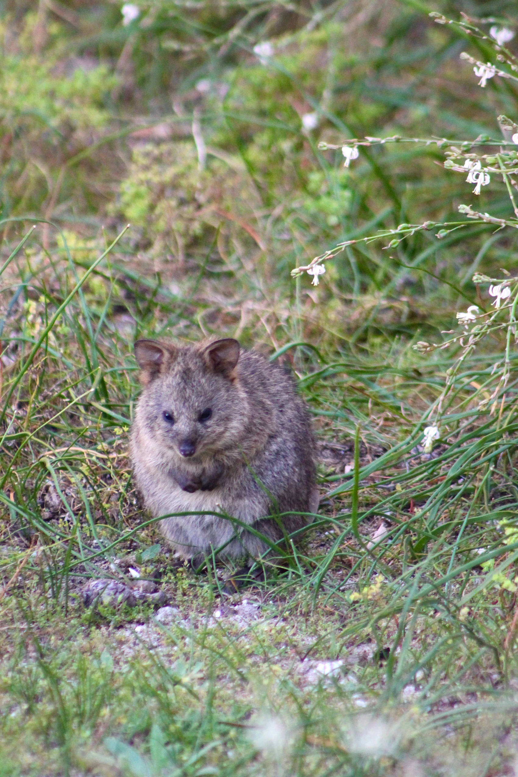 A quokka sitting among natural grass on Rottnest Island