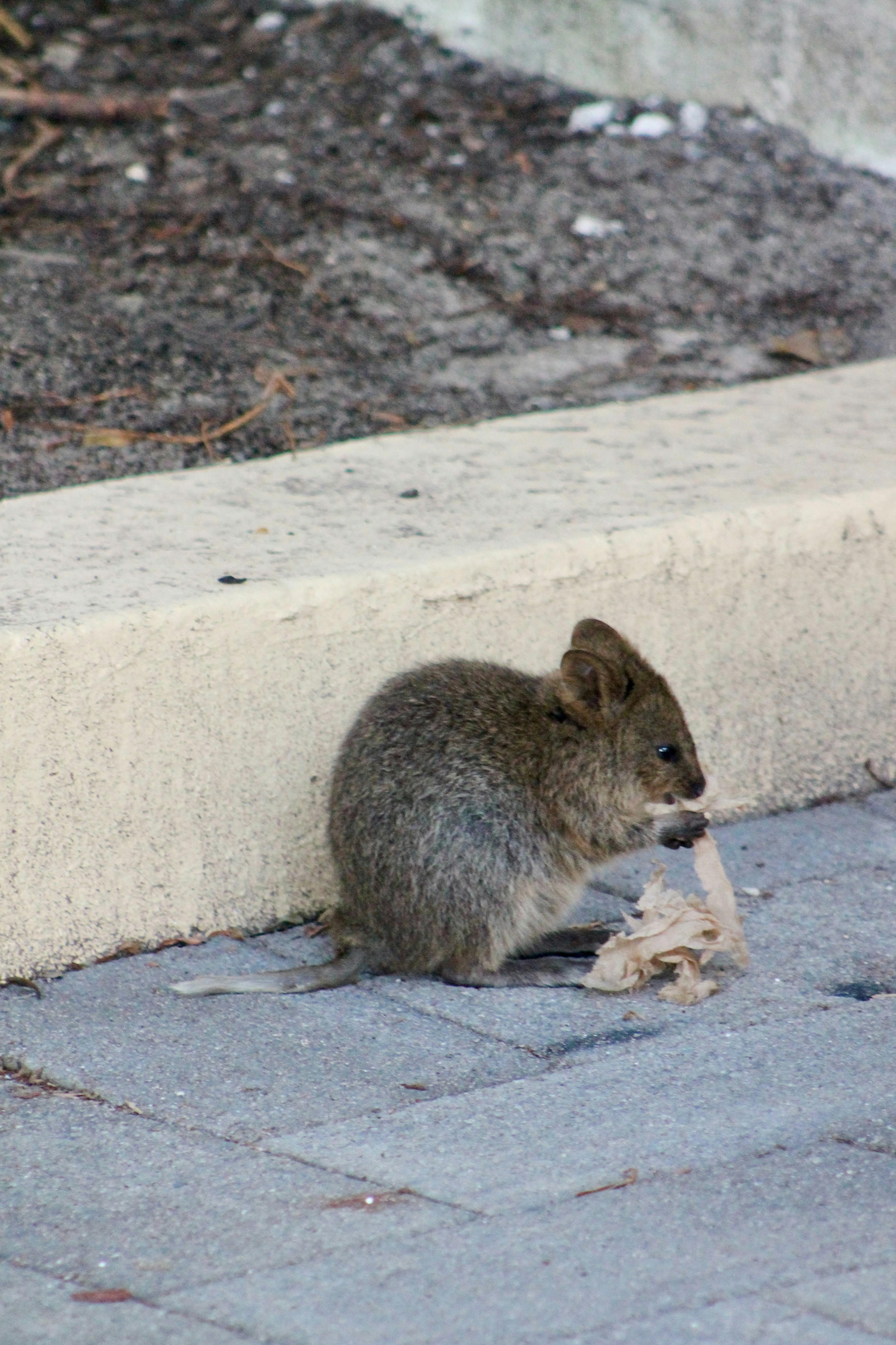 A small marsupial eating trash by a curb.