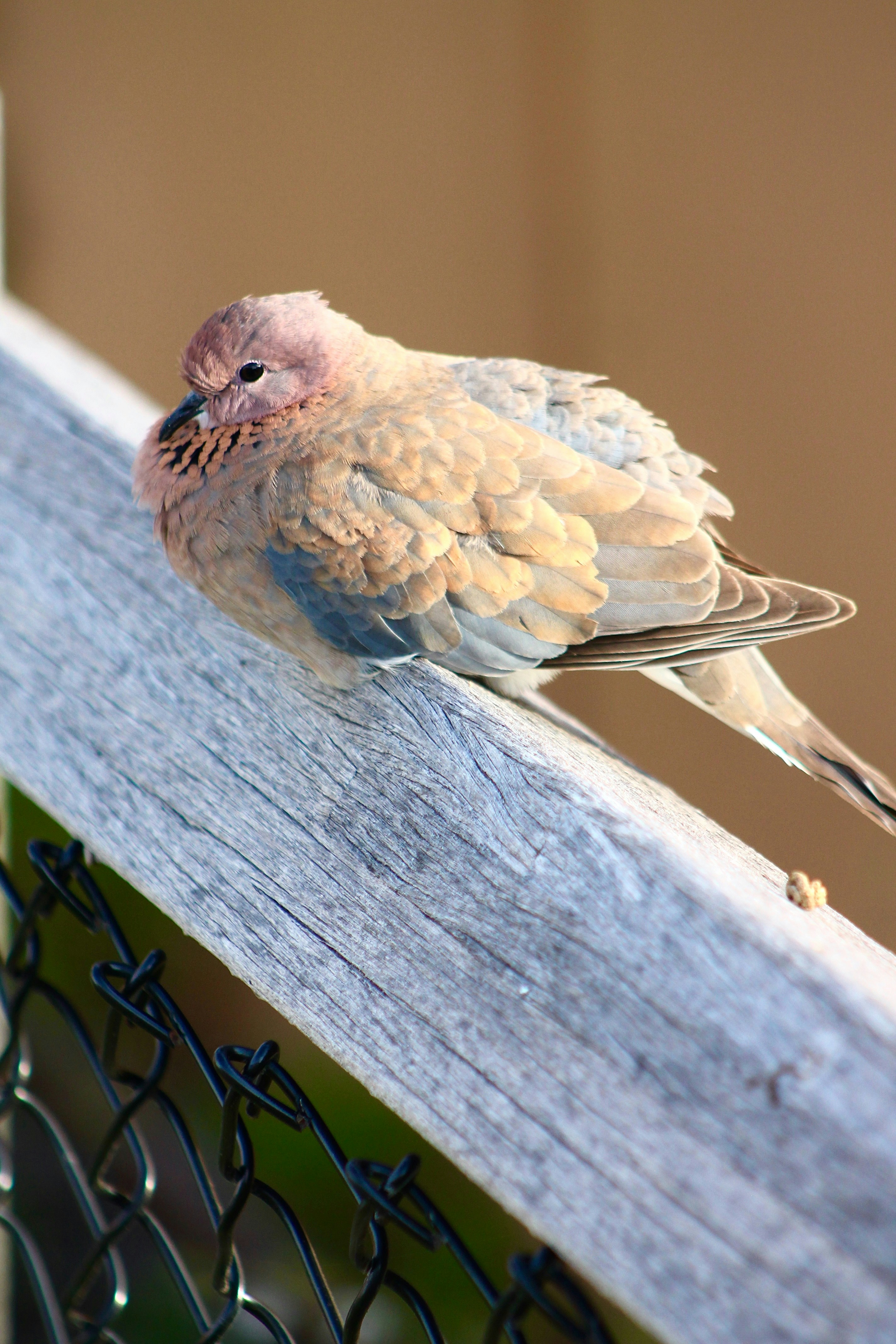 A dove rests on a weathered wooden railing.