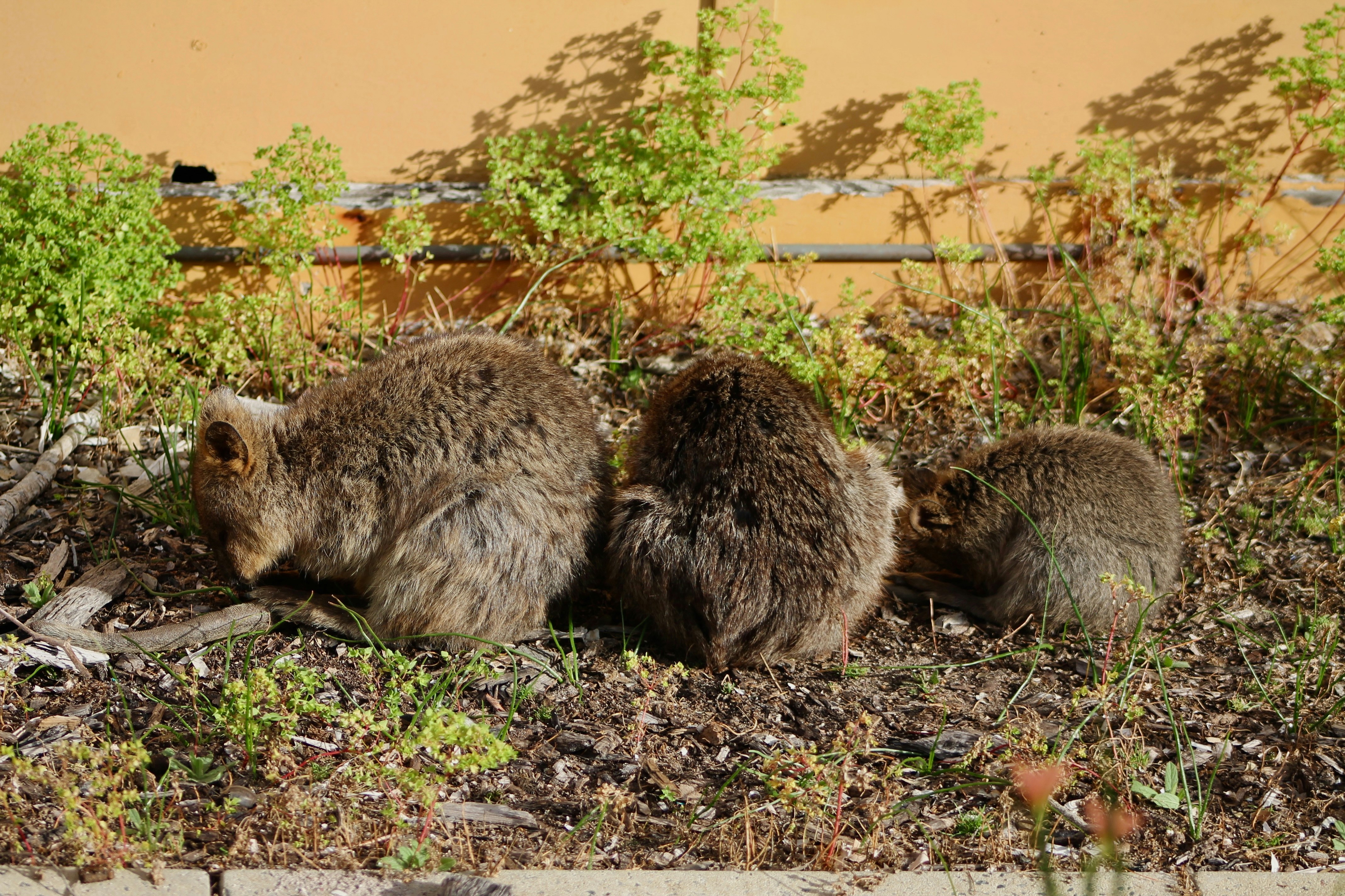 Three quokkas resting on the ground