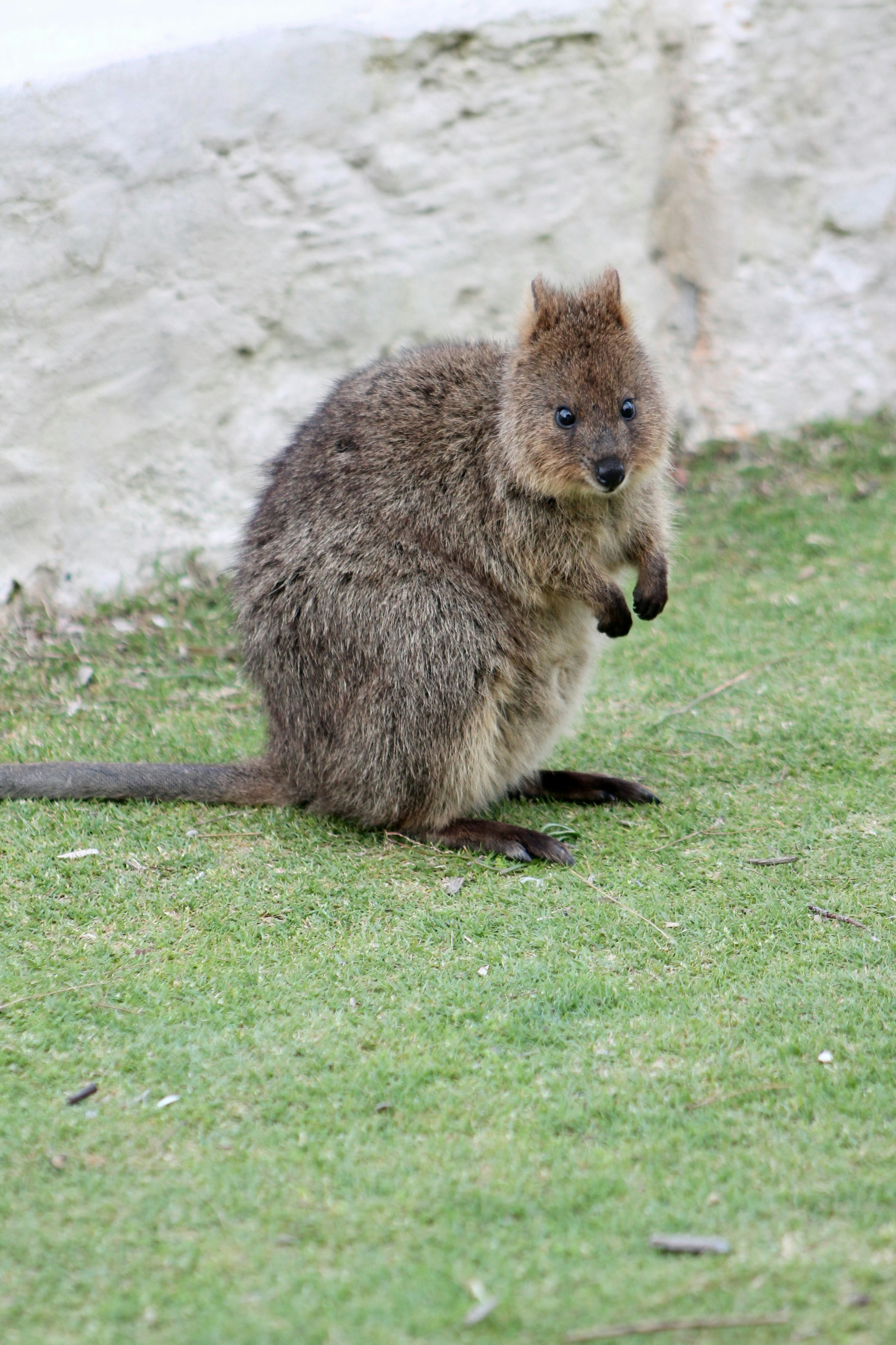 A small marsupial stands on grassy ground.